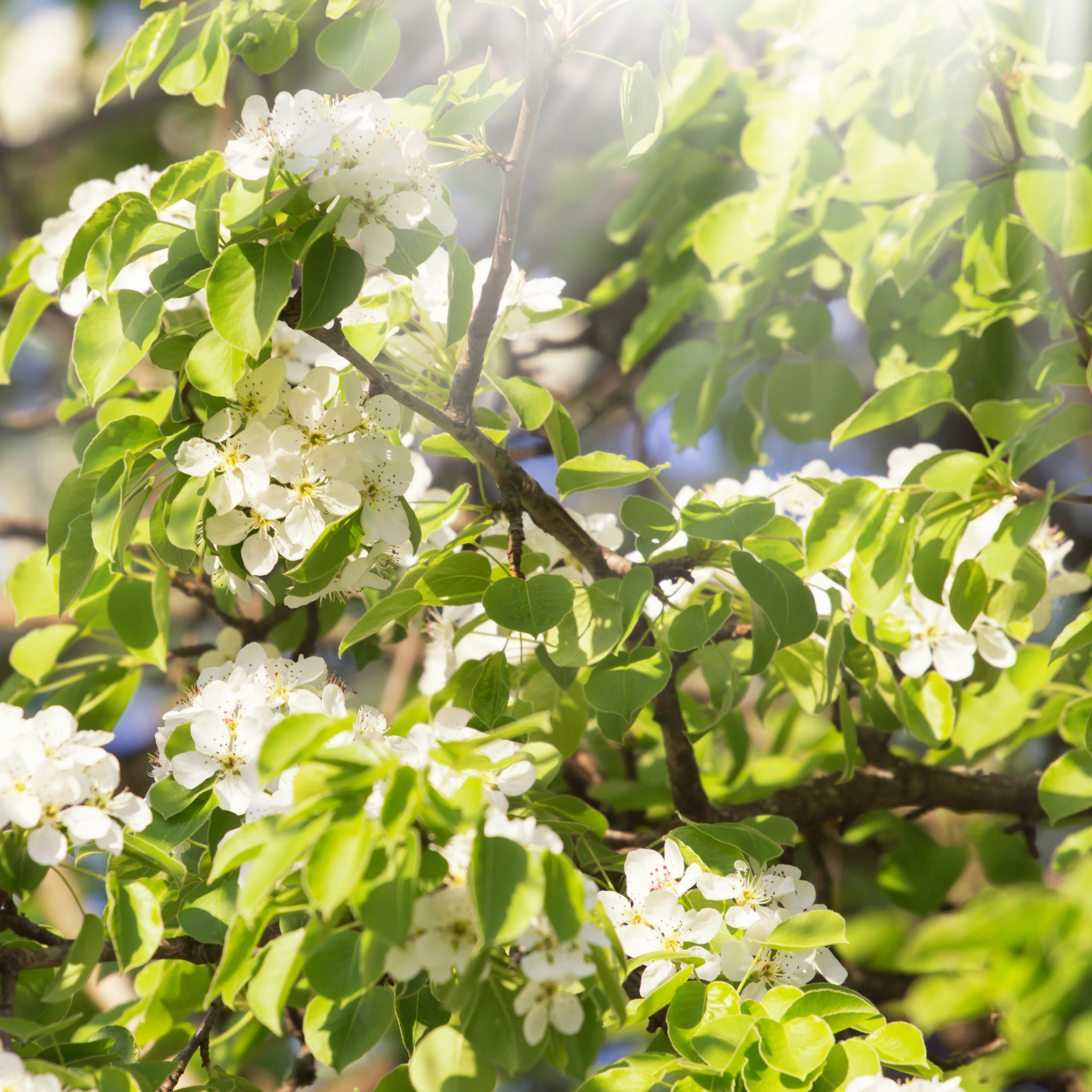 Ornamental Callery Pear Cleveland Select - Pyrus calleryana Cleveland Select
