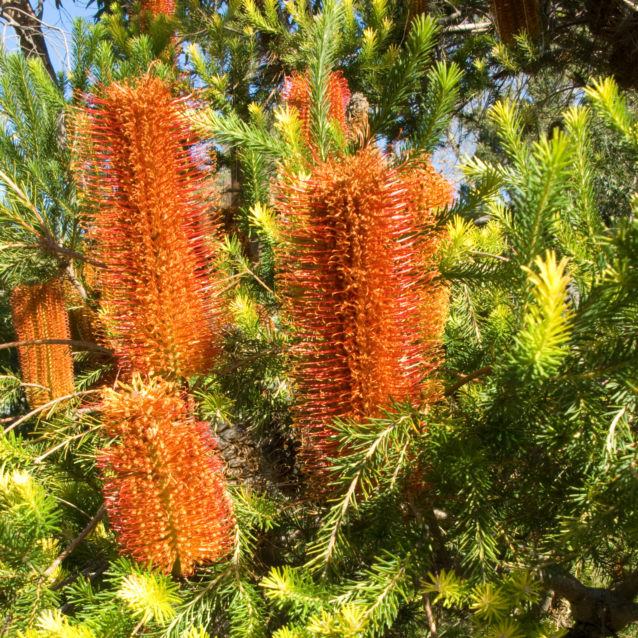 Orange bottlebrush flowers on a tree with green leaves