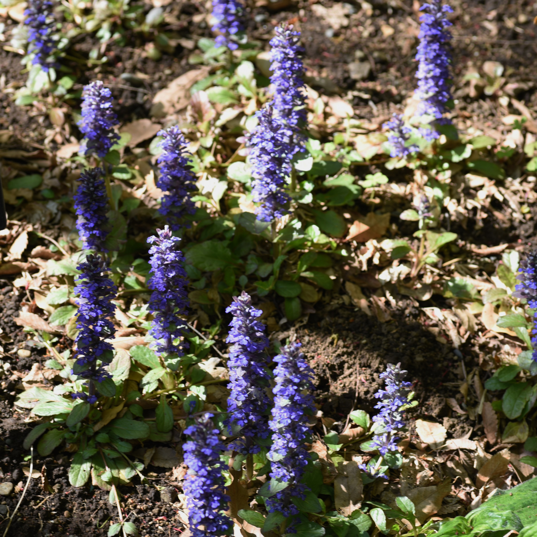 Hardy Blue Bugle (Bugleweed) - Ajuga reptans Tuff And Tidy