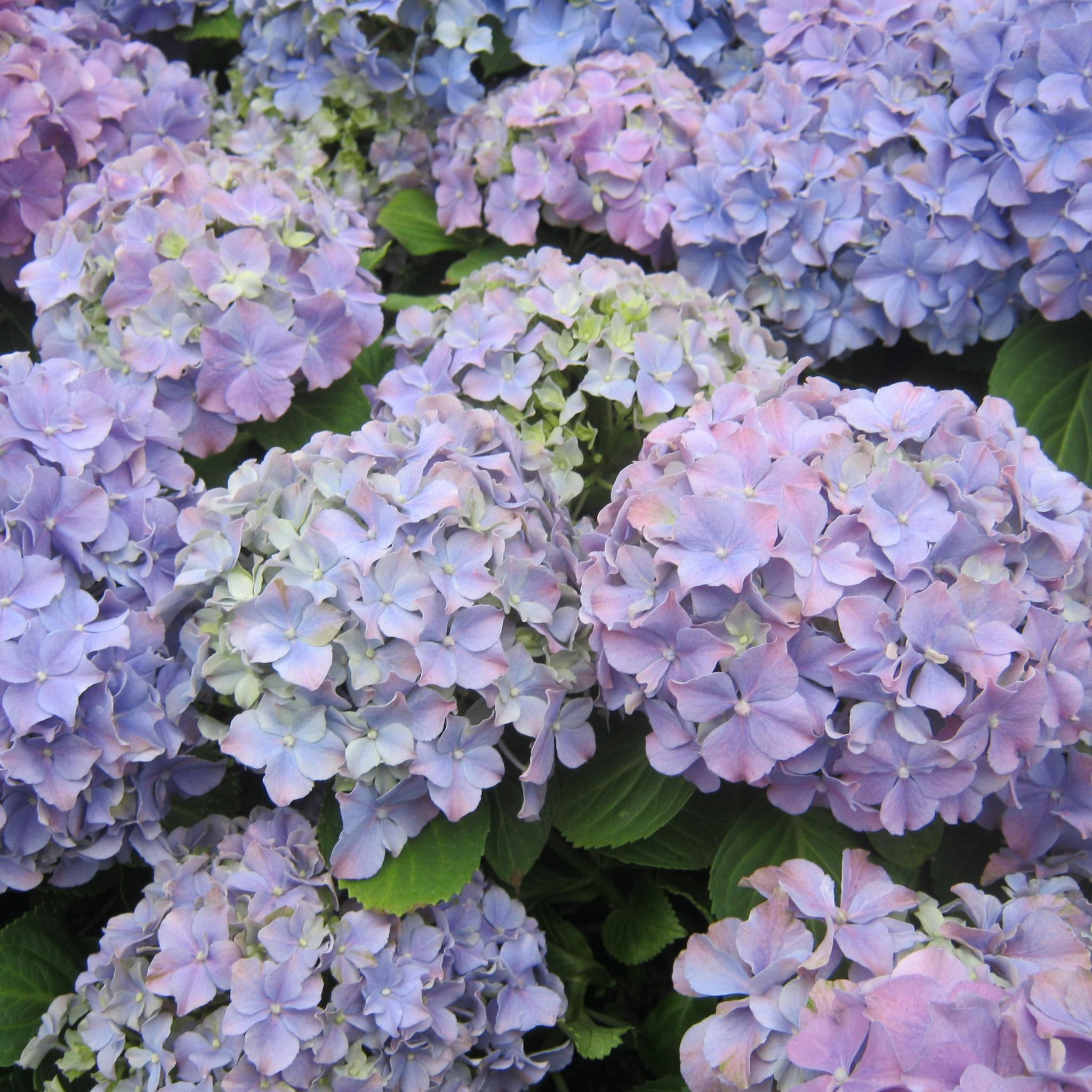 Big Leaf Hydrangea - Hydrangea macrophylla
