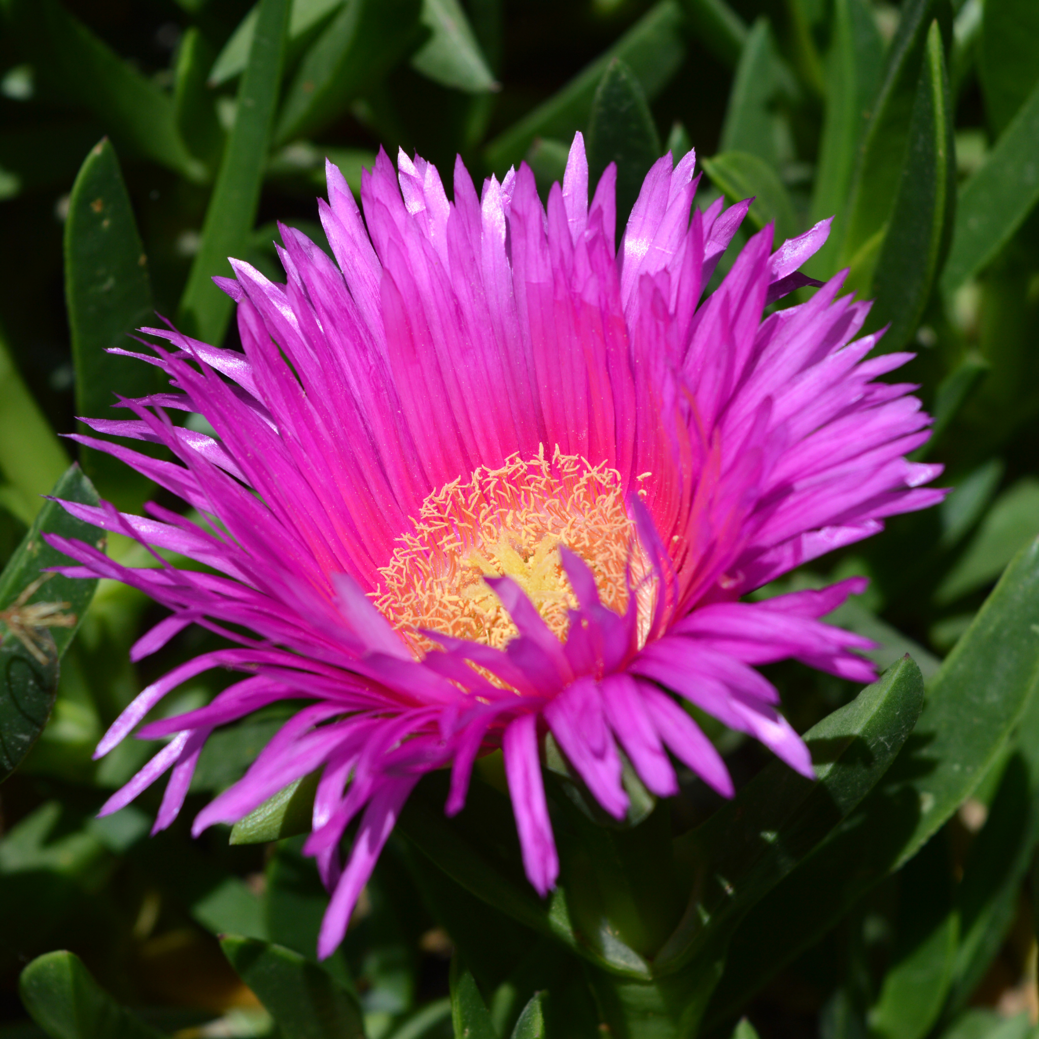 Native Pigface - Carpobrotus rossii