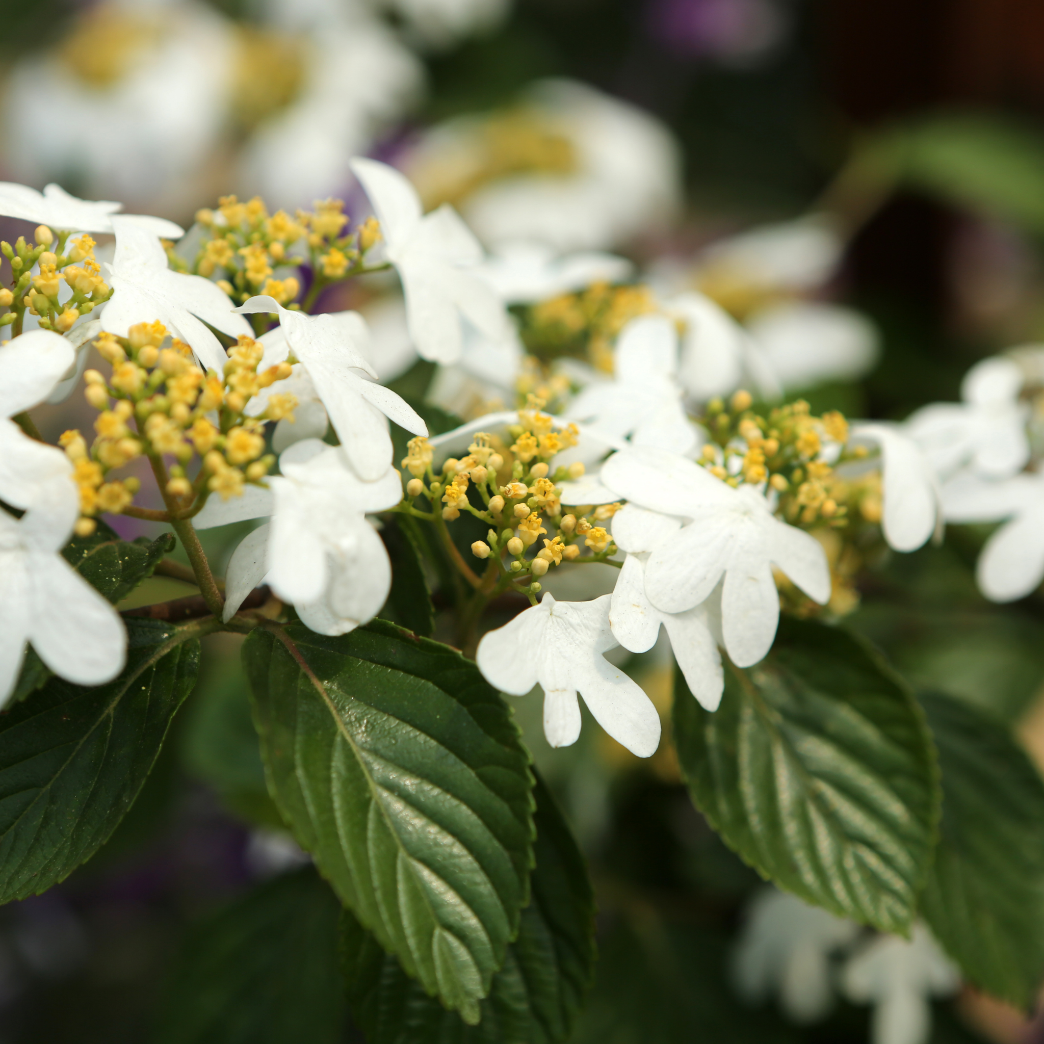 Viburnum plicatum Japanese snowball - Viburnum plicatum tomentosum Mariesii