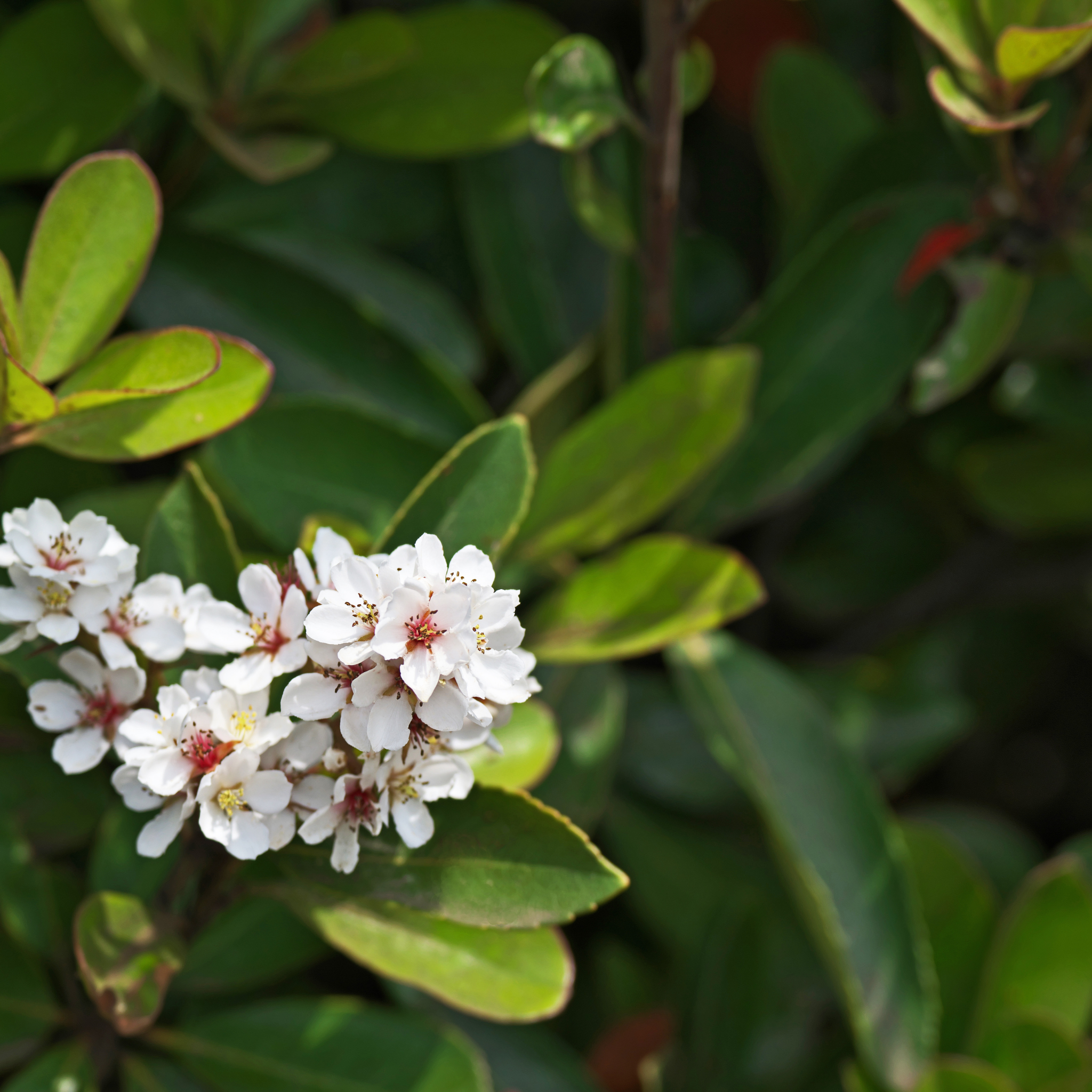 Dwarf Indian hawthorn Minikin - Rhaphiolepis indica Minikin