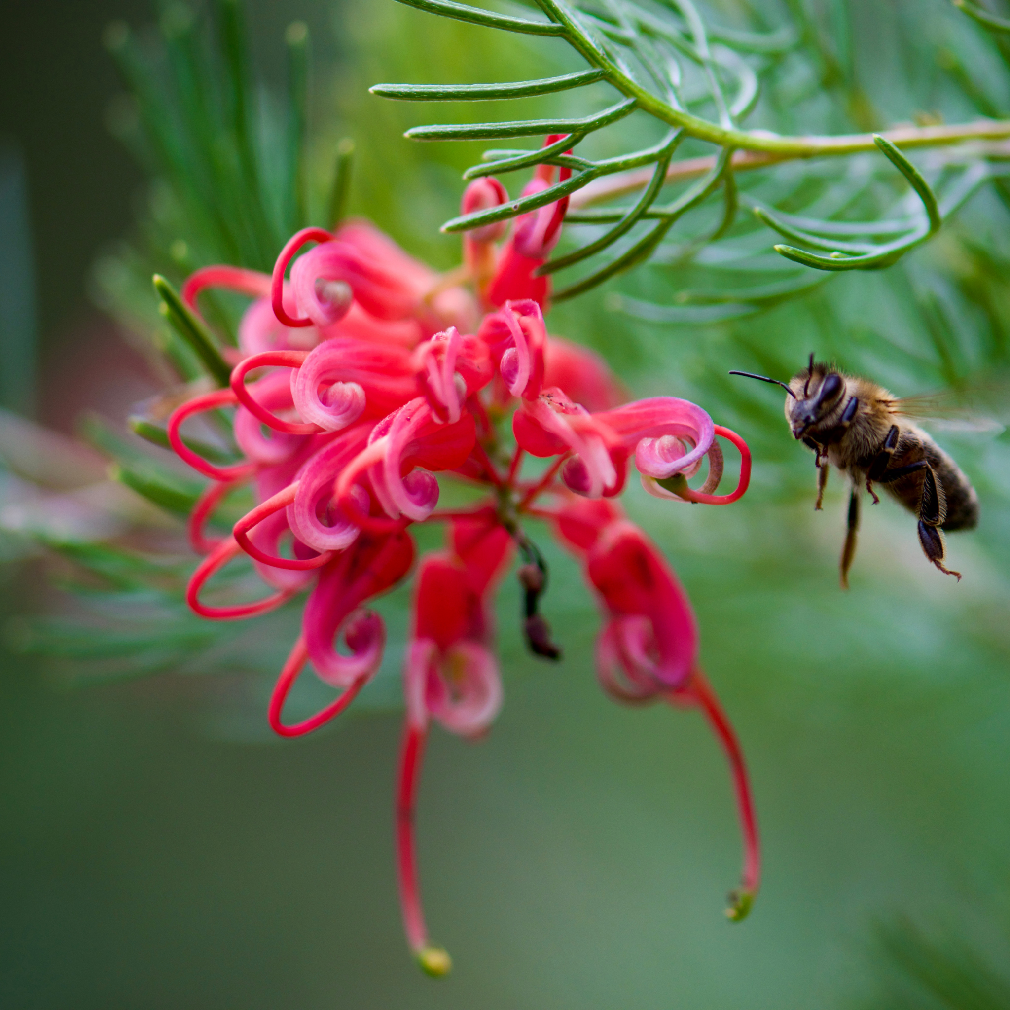 Grevillea 'Winpara Gem' - Grevillea hybrida Winpara Gem