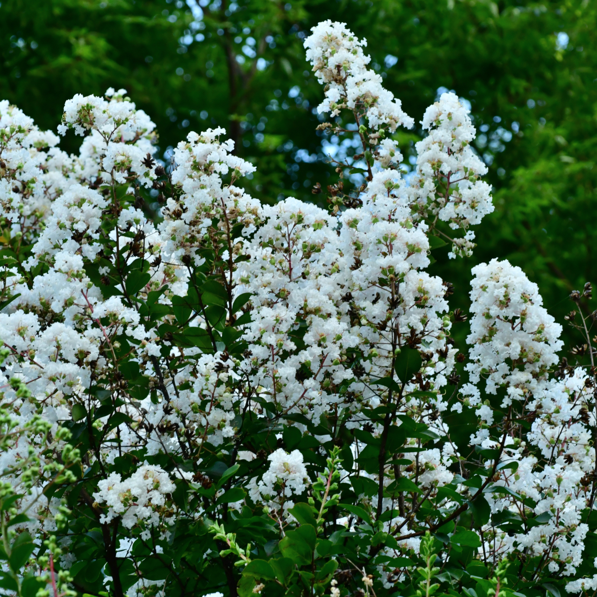 White Crepe Myrtle - Lagerstroemia indica fauriei Natchez