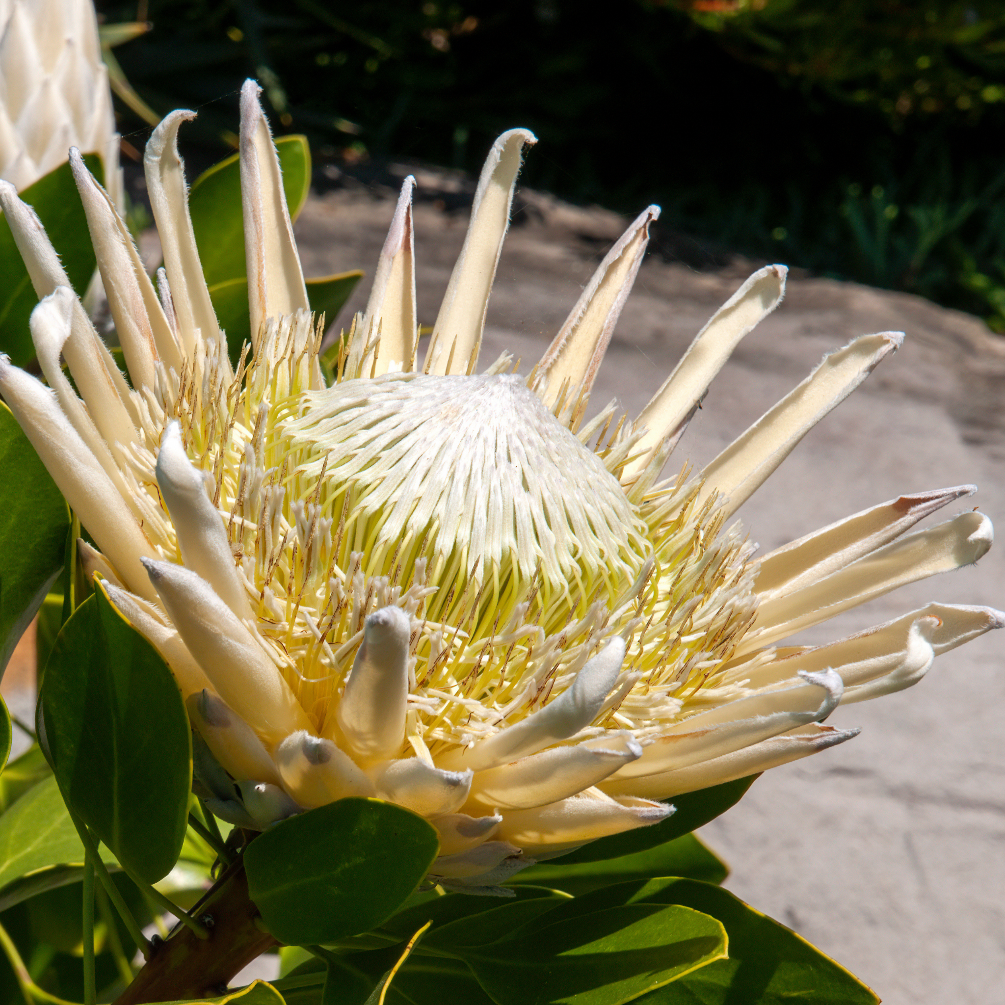 King White King Protea - Protea cynaroides King White