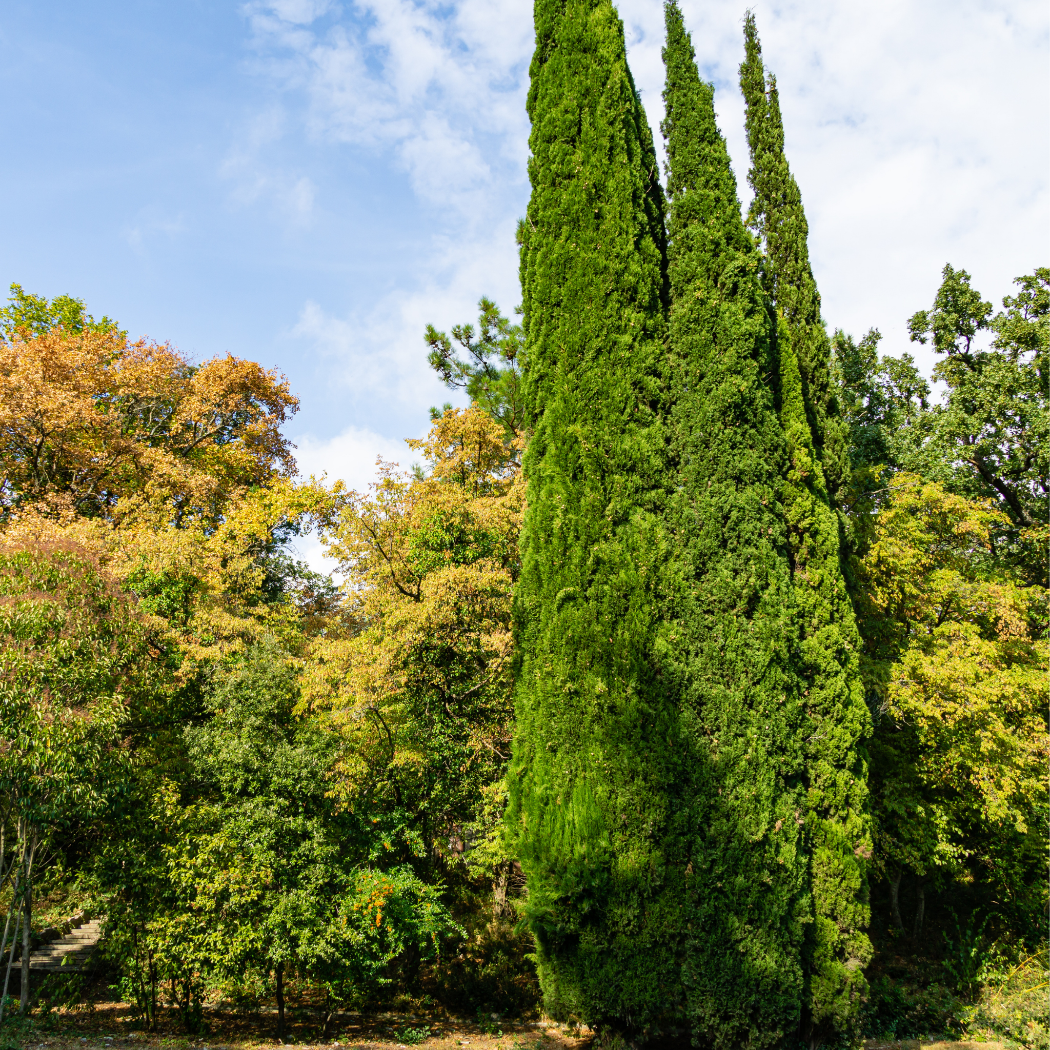 Swanes Golden Pencil Pine - Golden Italian Cypress Cupressus sempervirens