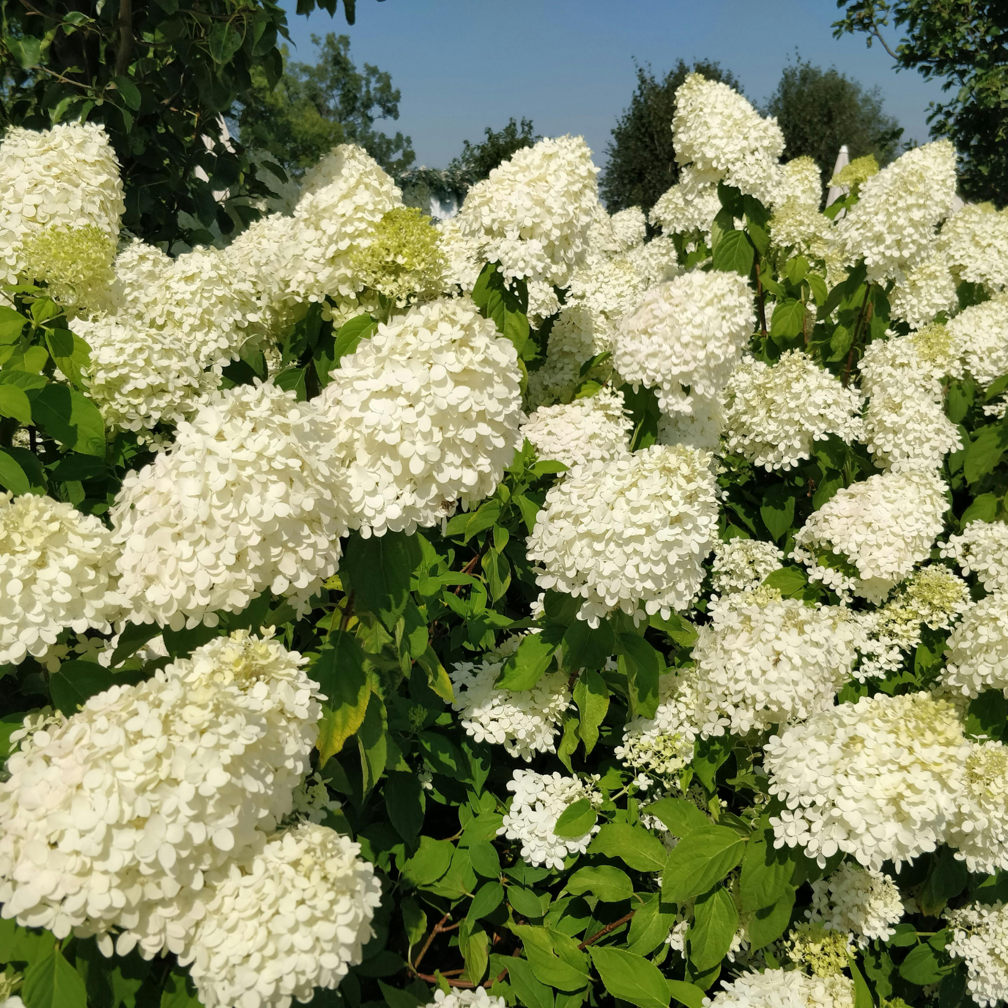 Panicled Hydrangea Candlelight PBR - Hydrangea paniculata Candlelight PBR