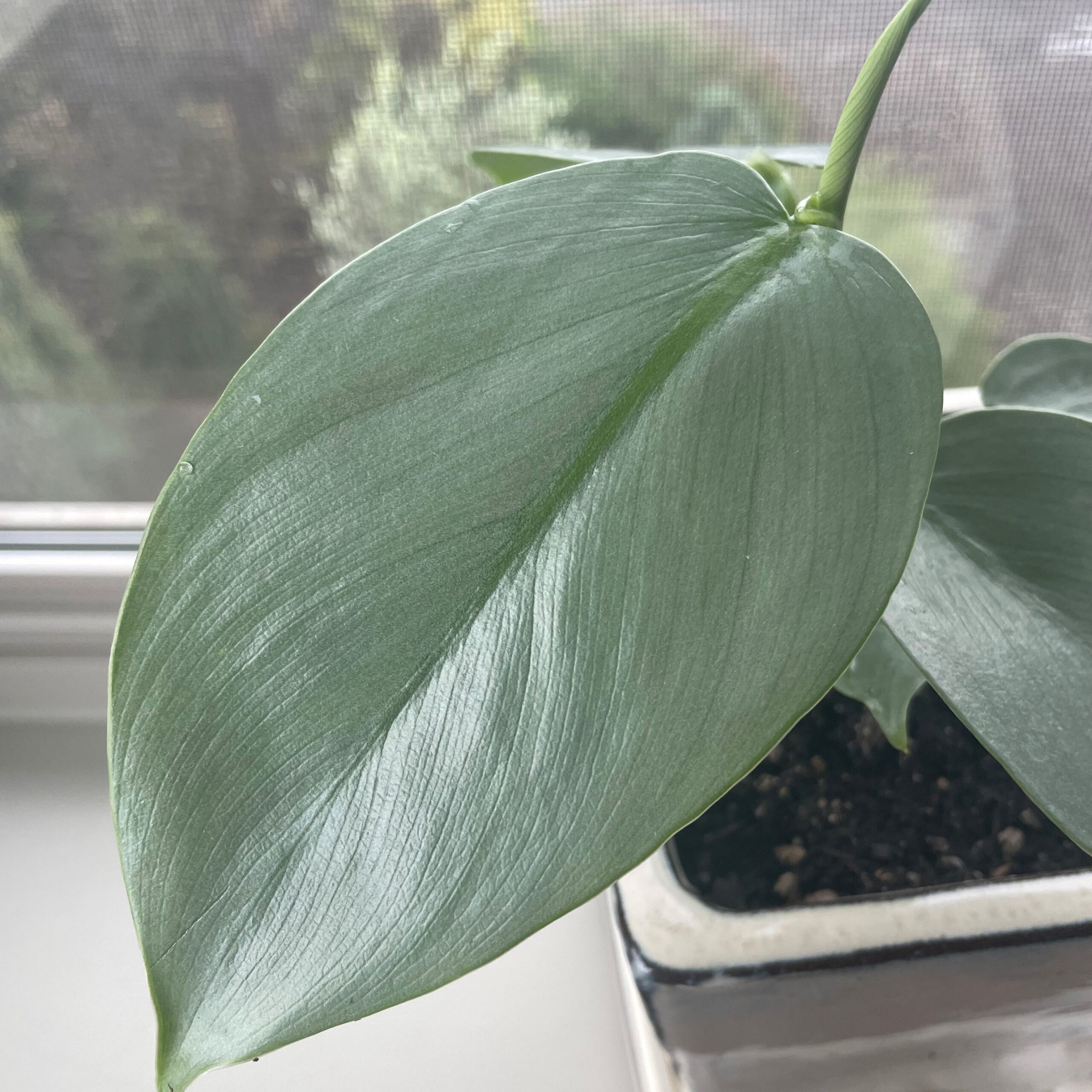 Silver Sword Philodendron - Philodendron hastatum