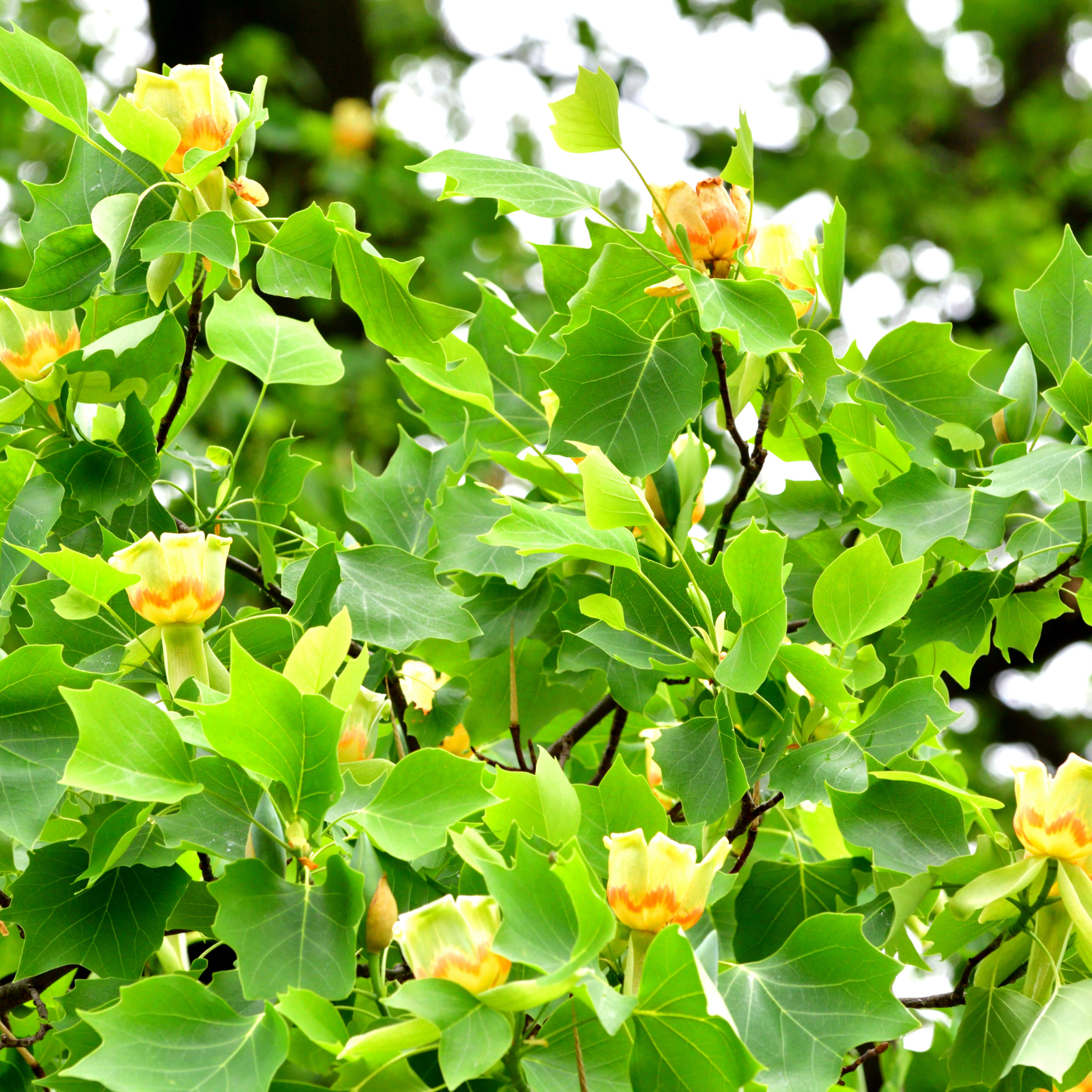 Tulip Tree - Liriodendron tulipifera