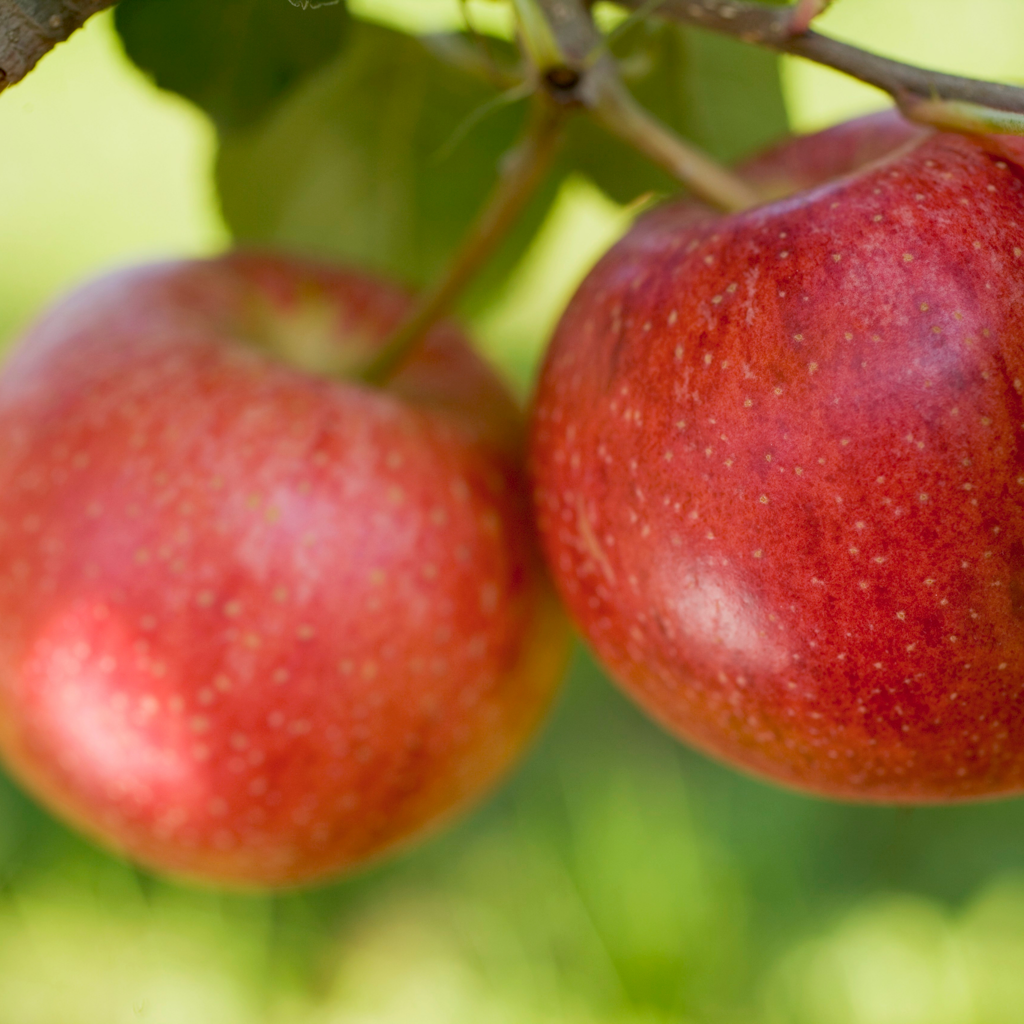 Apple Gala Tree - Malus domestica Gala Apple