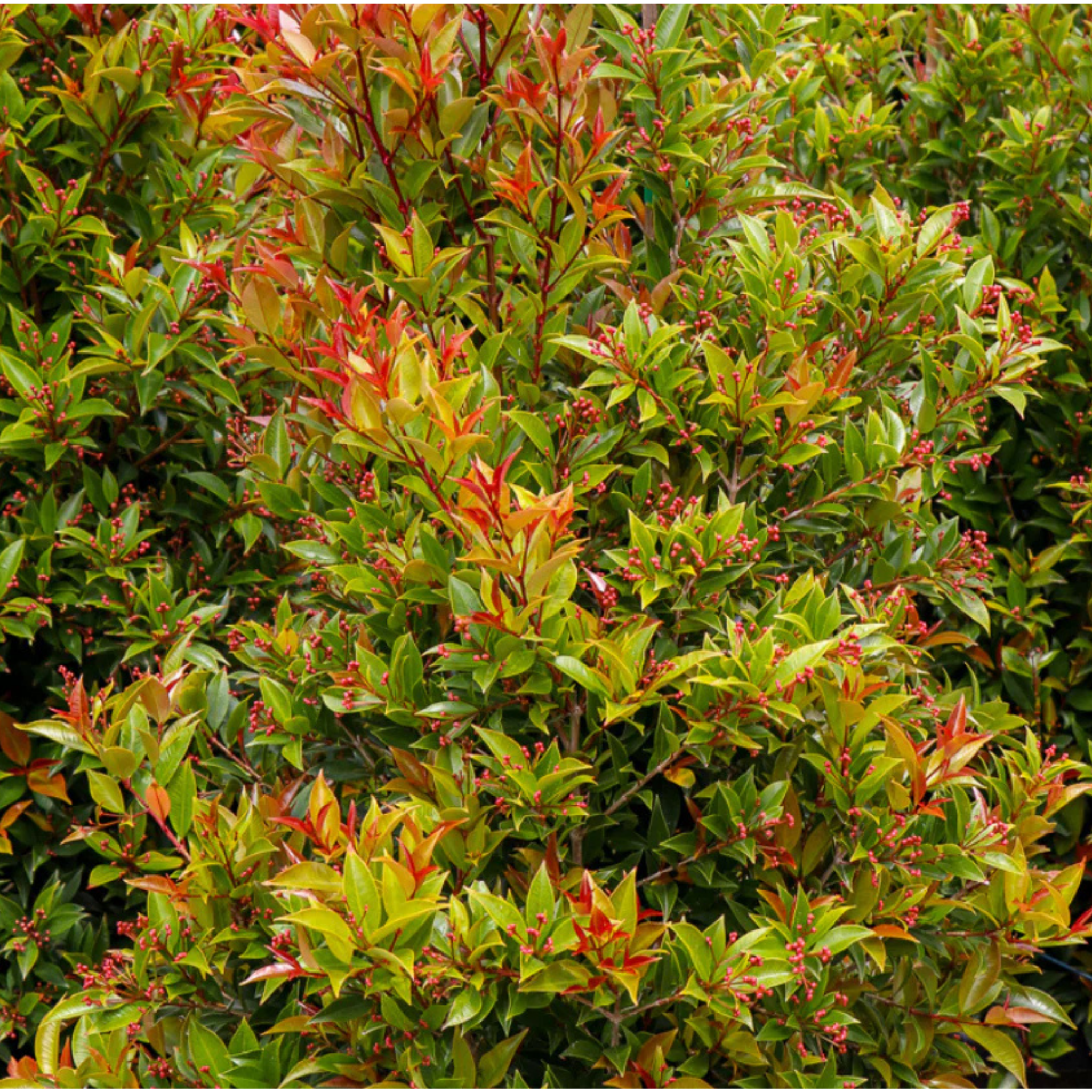 Lilly Pilly Winter Lights - Syzygium australe Winter Lights