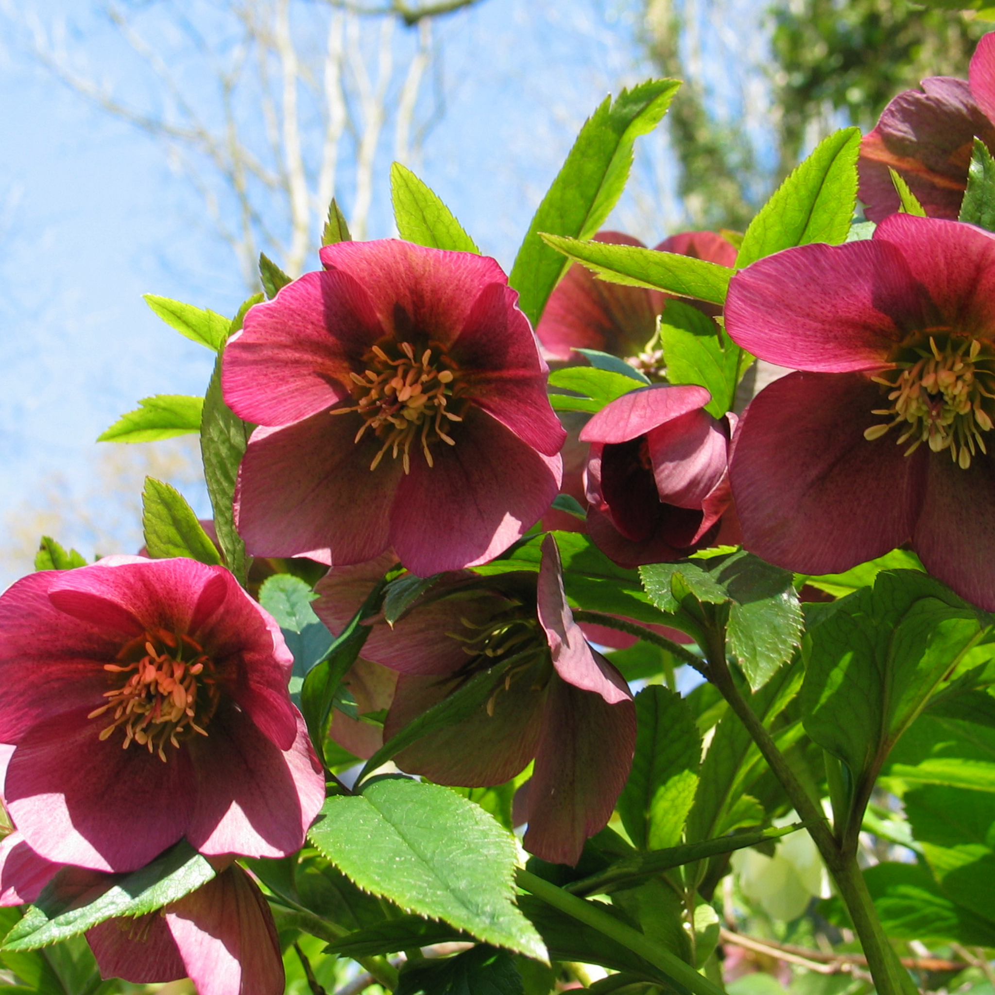 Winter Rose Vibey Velvet - Helleborus hybrida Vibey Velvet