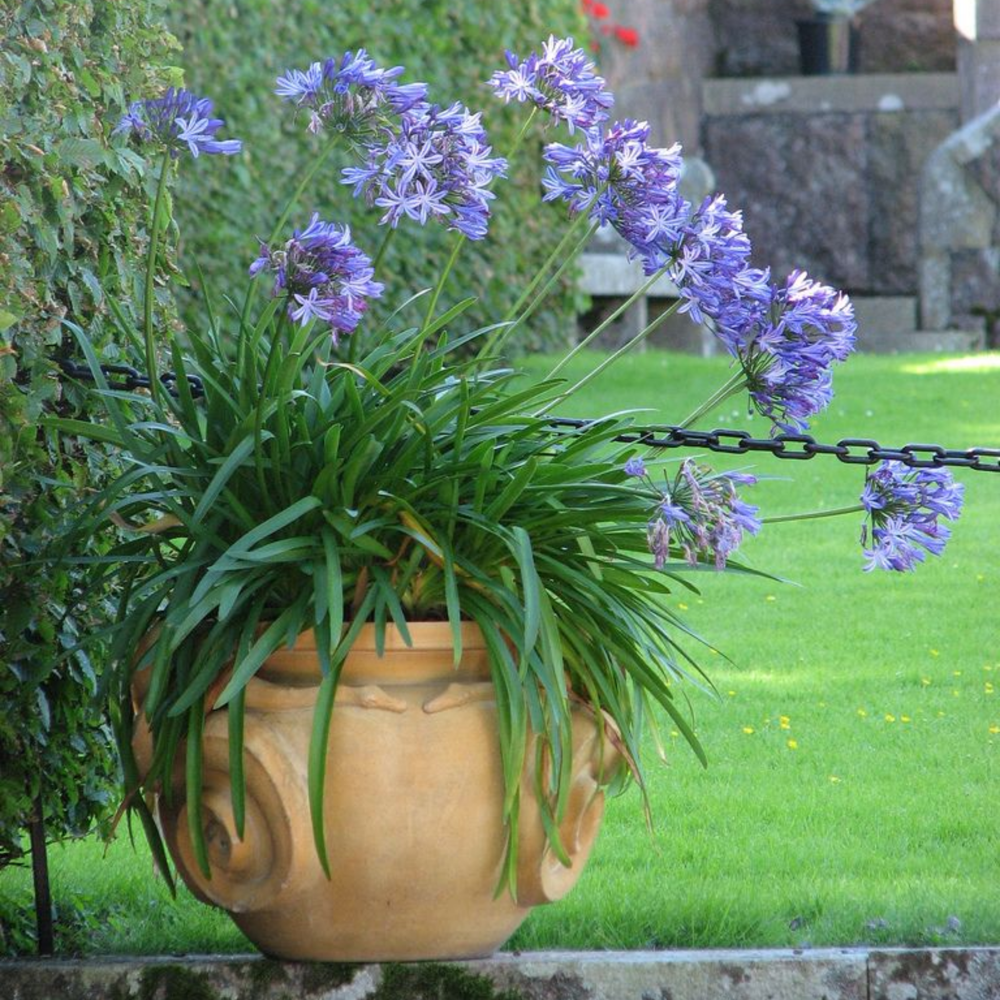 Blue Agapanthus praecox - Lily of the Nile, African Lily