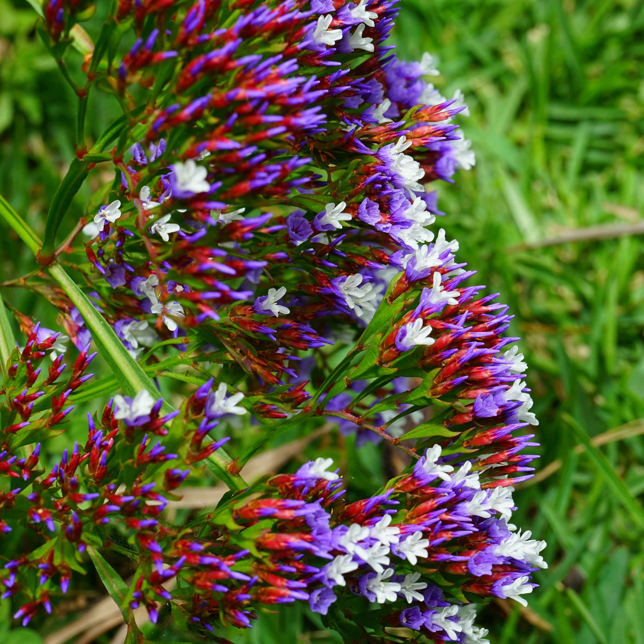 Sea Lavender - Limonium perezii