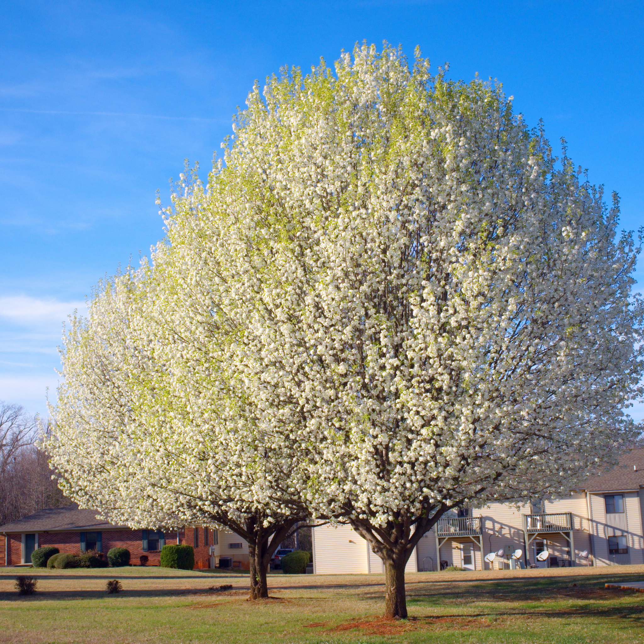 Ornamental Pear Southworth Dancer - Pyrus betulaefolia Southworth Dancer