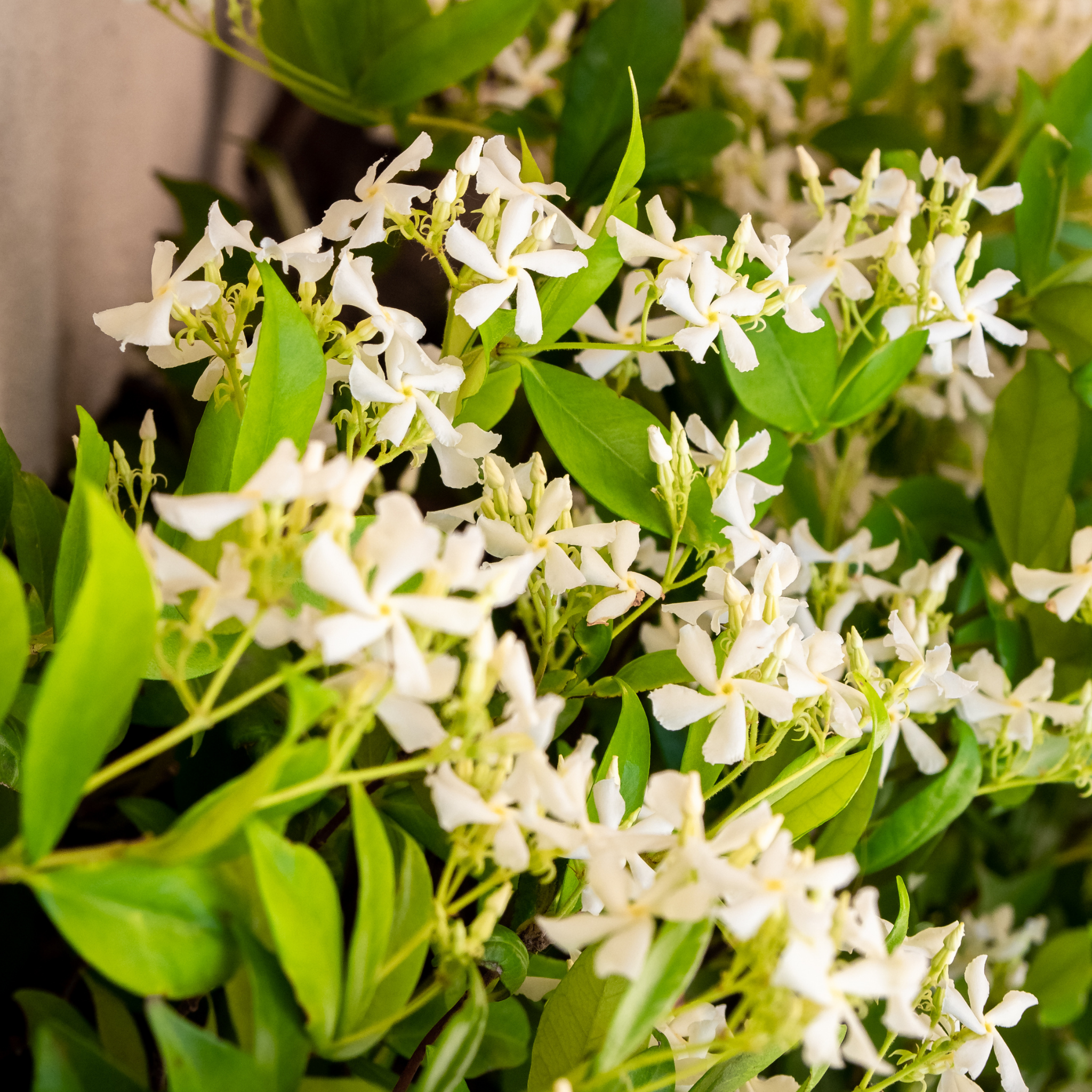 Japanese Star Jasmine - Trachelospermum asiaticum