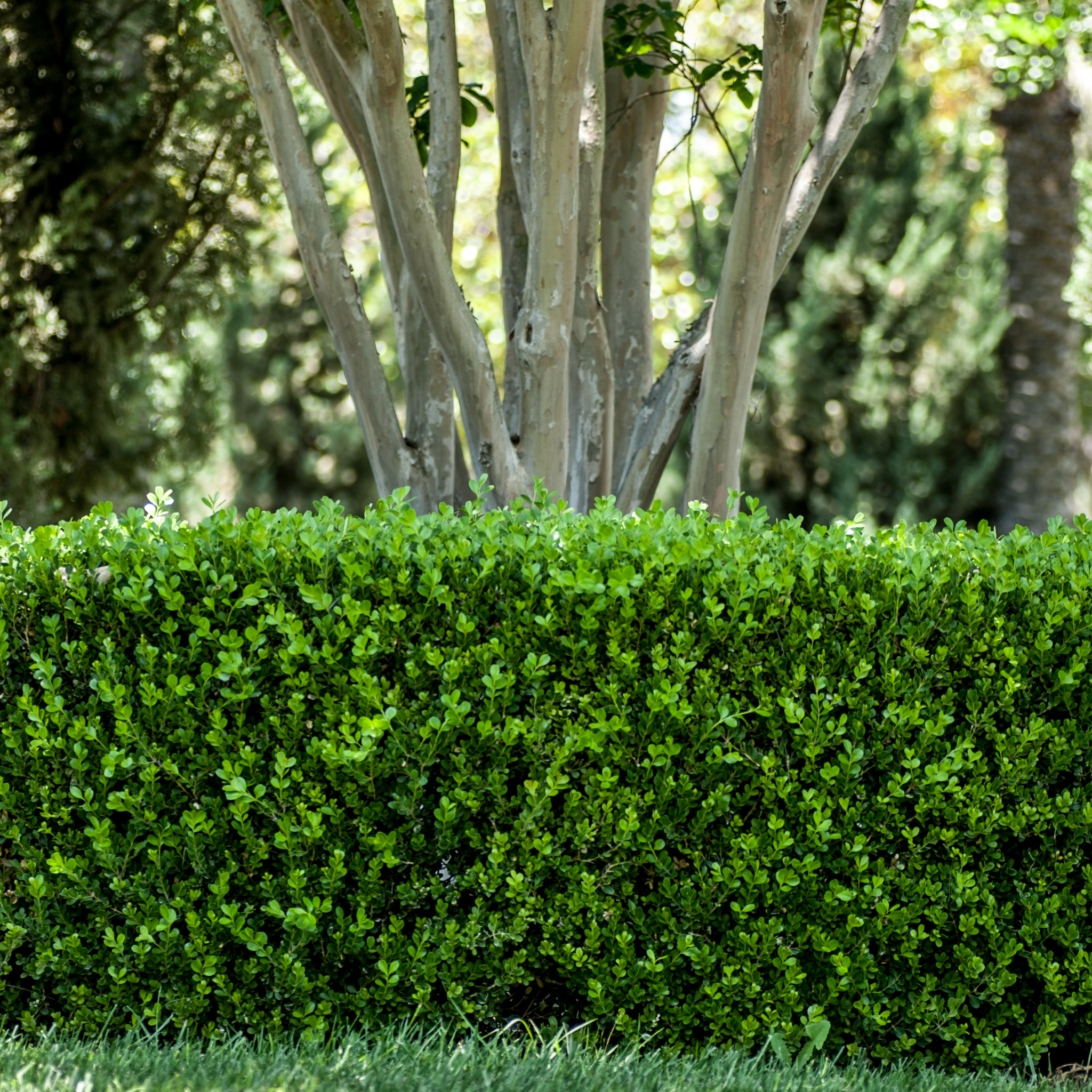 Green hedge with trees in the background