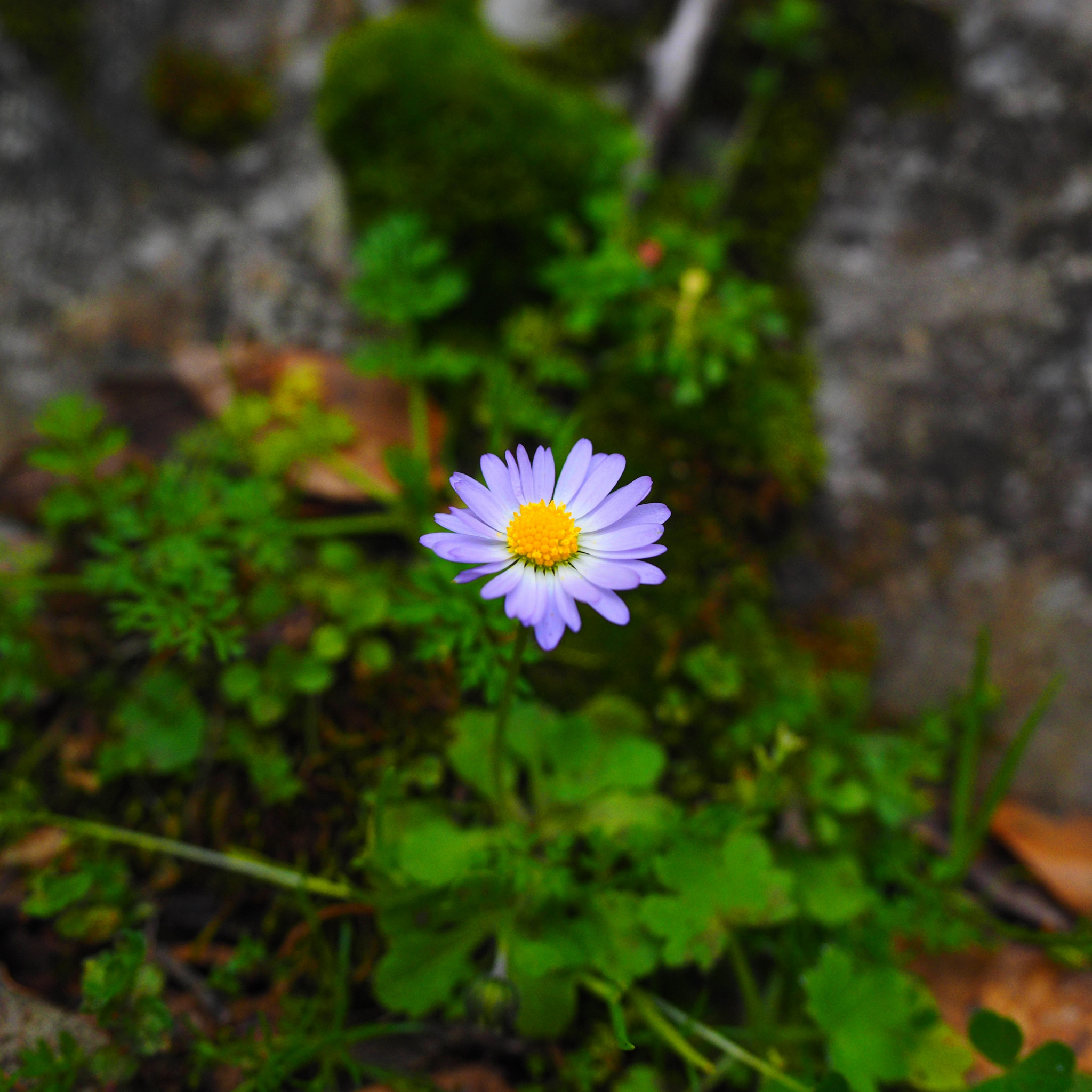 Stiff Daisy Fresco Purple - Brachyscome angustifolia 'Fresco Purple'