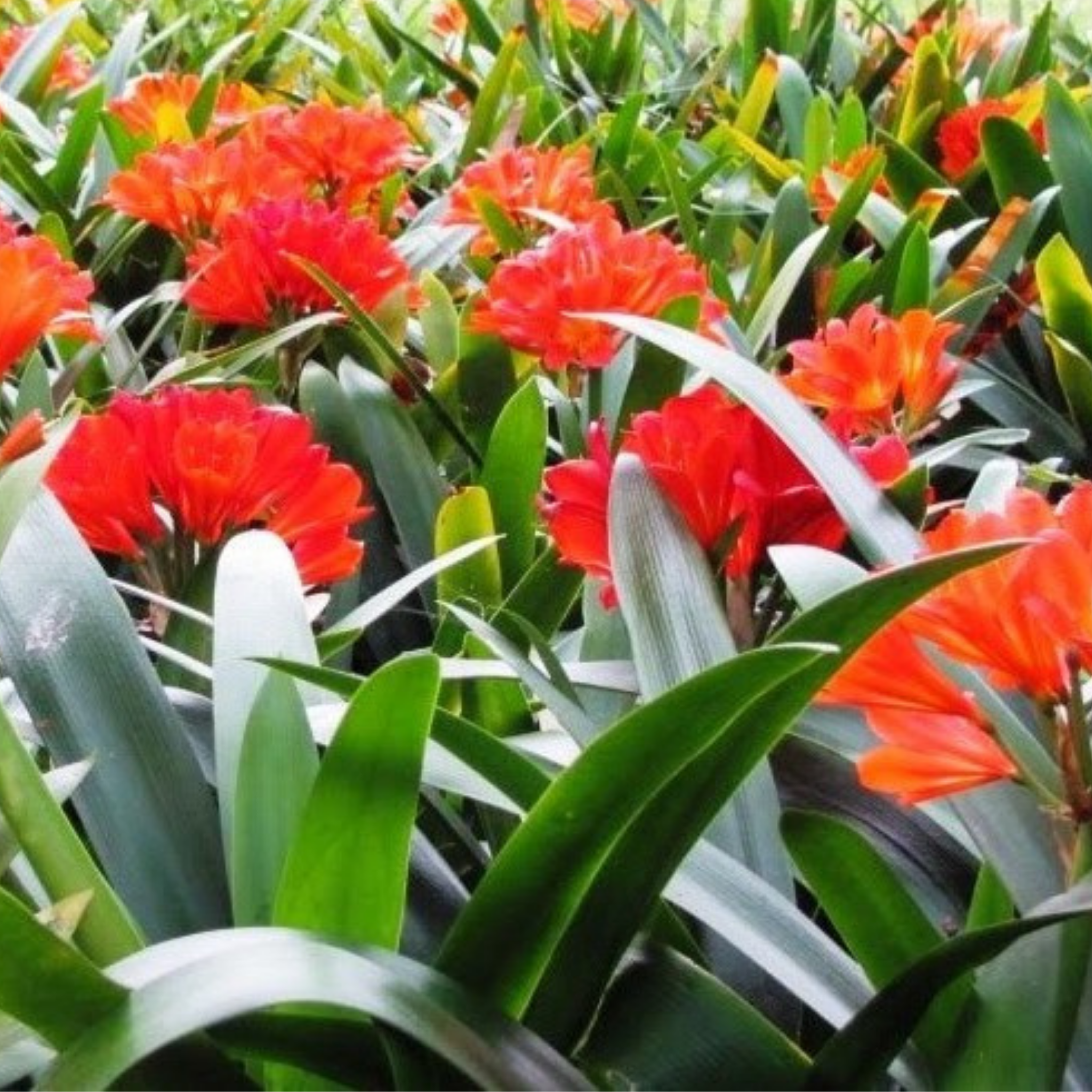 Red flowers with green leaves in a garden setting