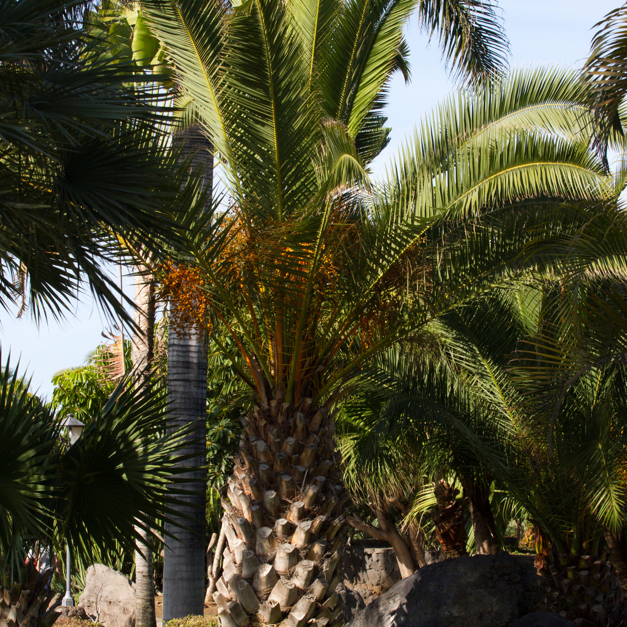 Palm trees with a clear blue sky in the background