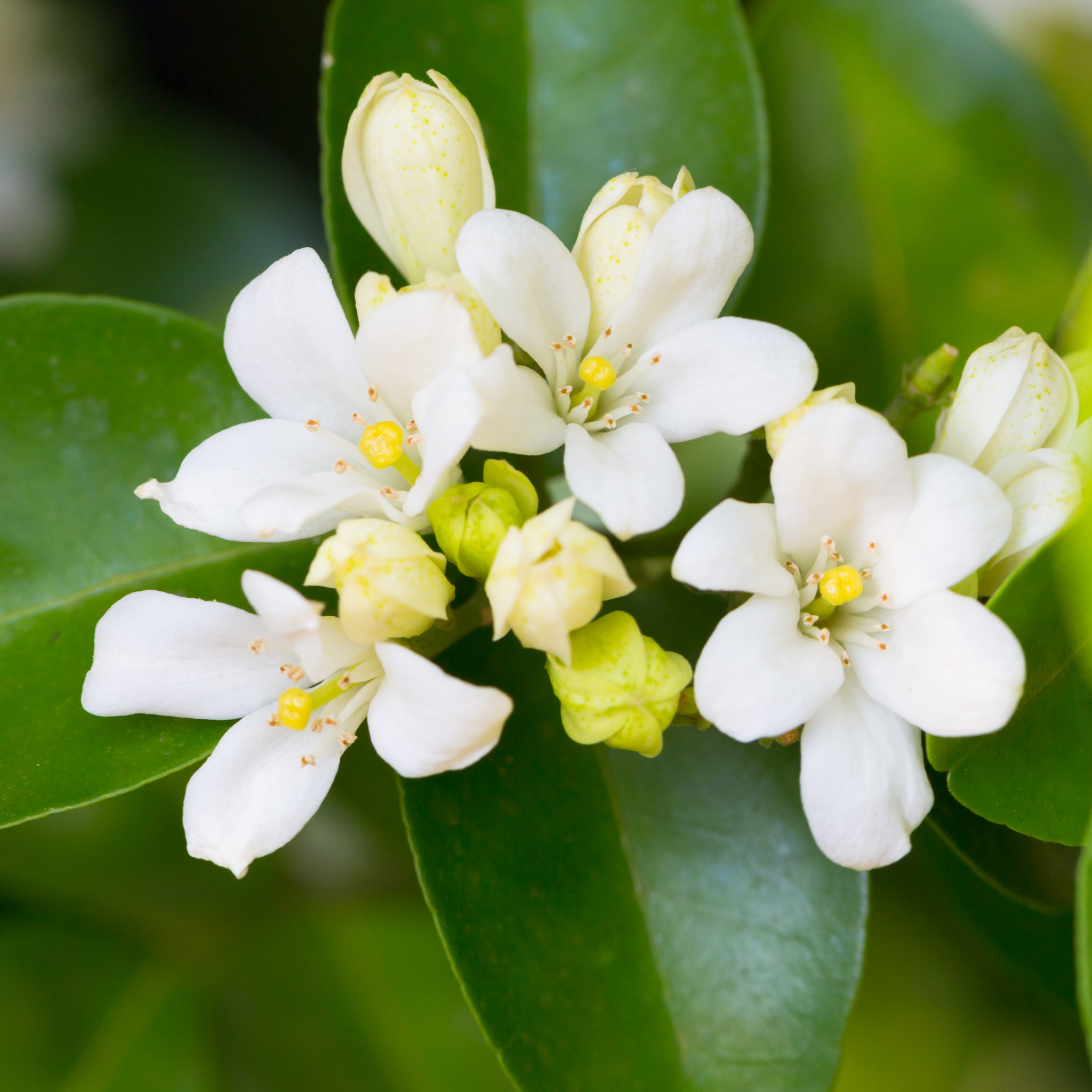 Orange Jessamine - Murraya paniculata