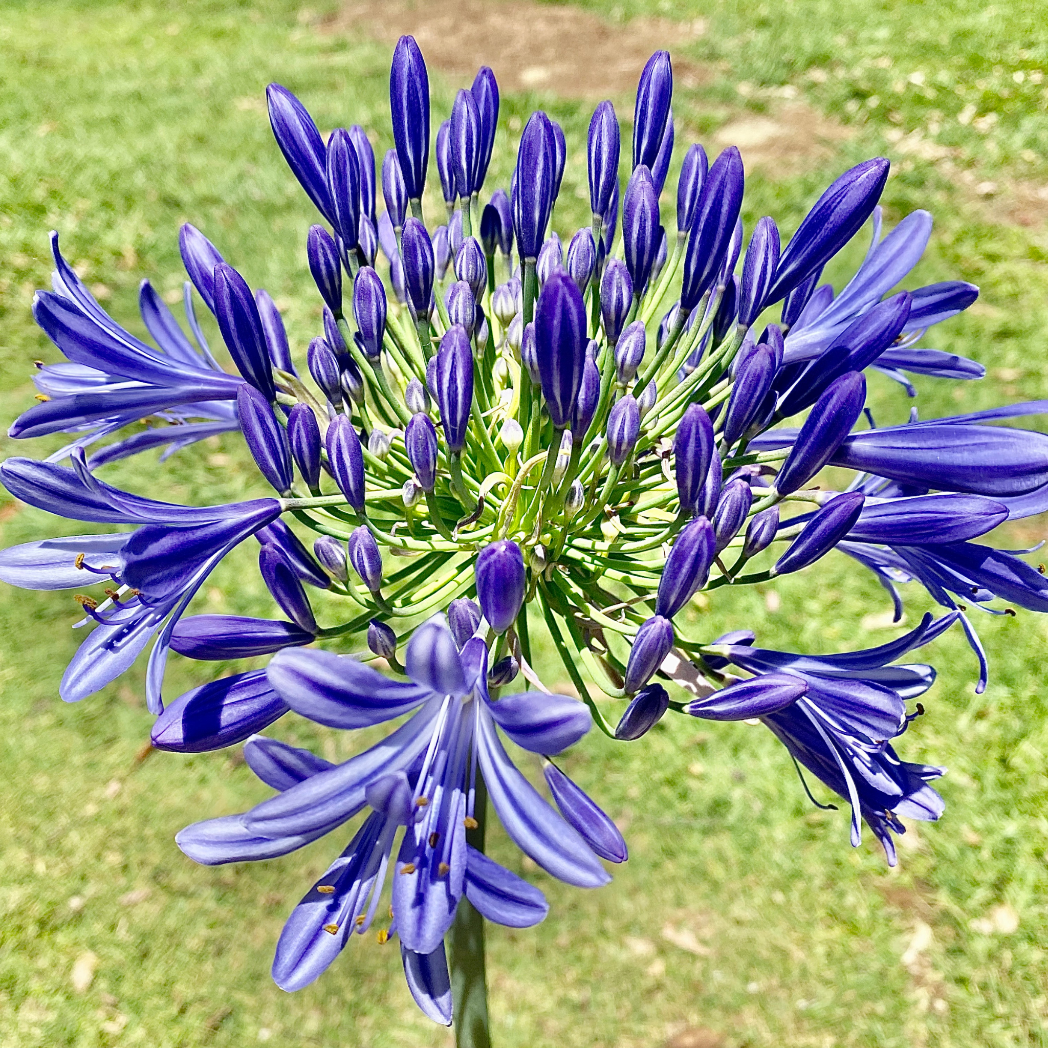 Agapanthus hybrida Purple Cloud - Giant Lily of the Nile, African Lily