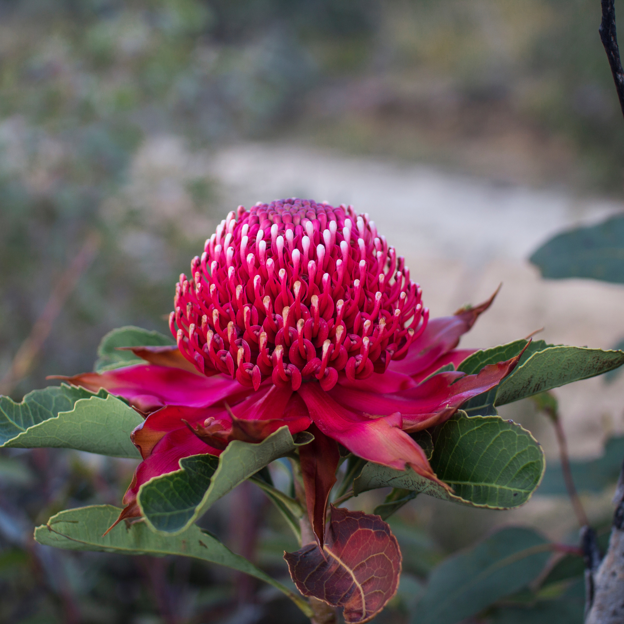 Waratah Gembrook - Telopea hybrida Gembrook