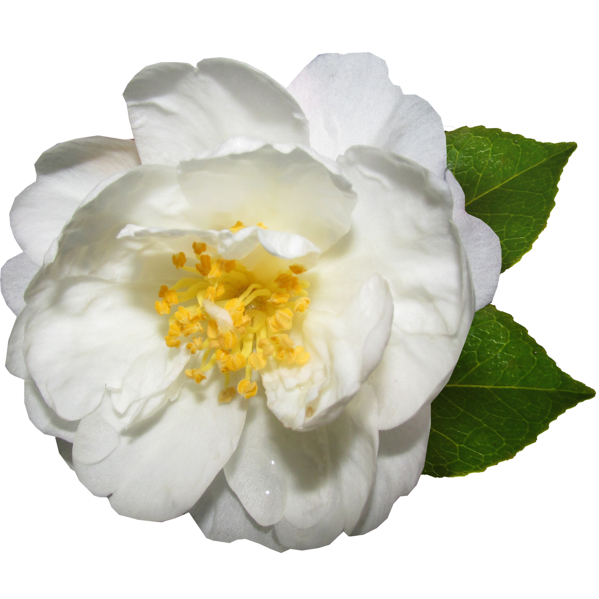 Camellia Compact Paradise White - Camellia sasanqua 'Paradise Petite White'