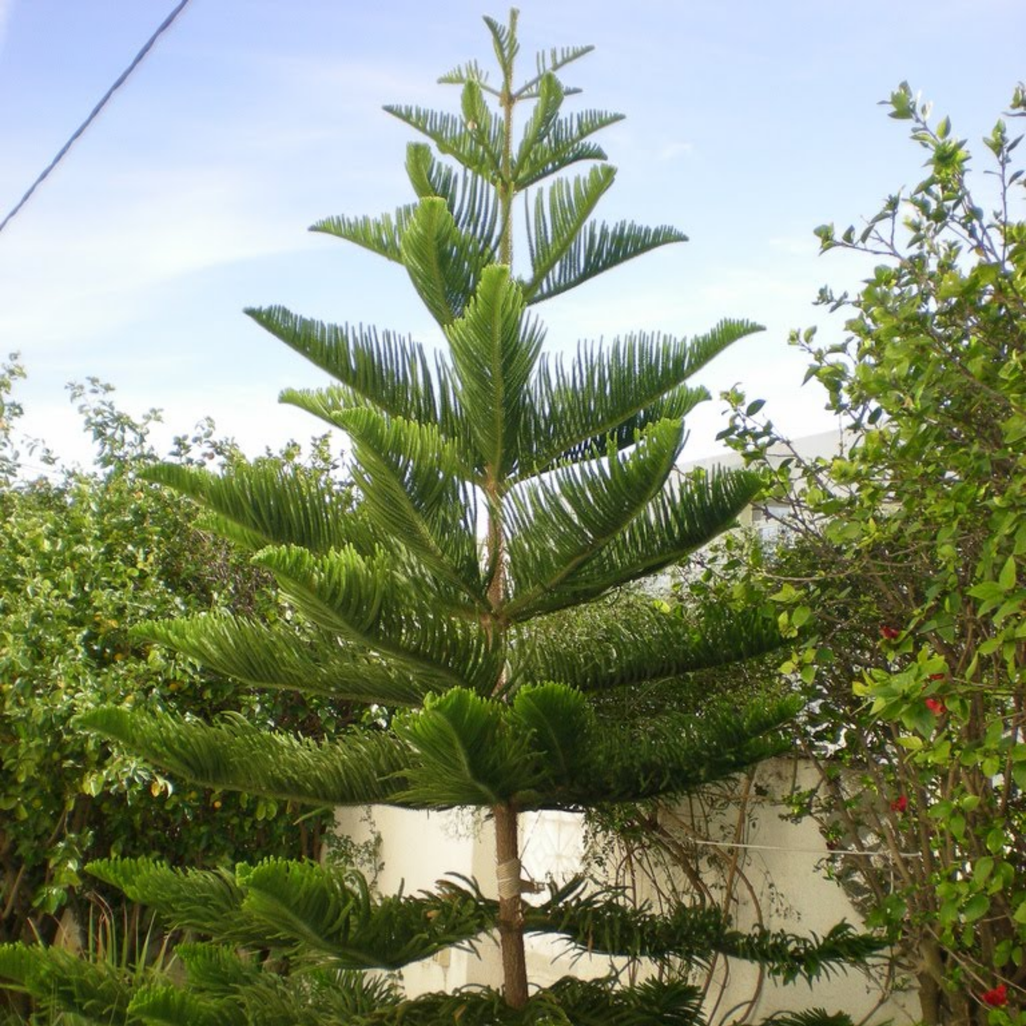 Hawaiian Norfolk Island Pine - Araucaria heterophylla