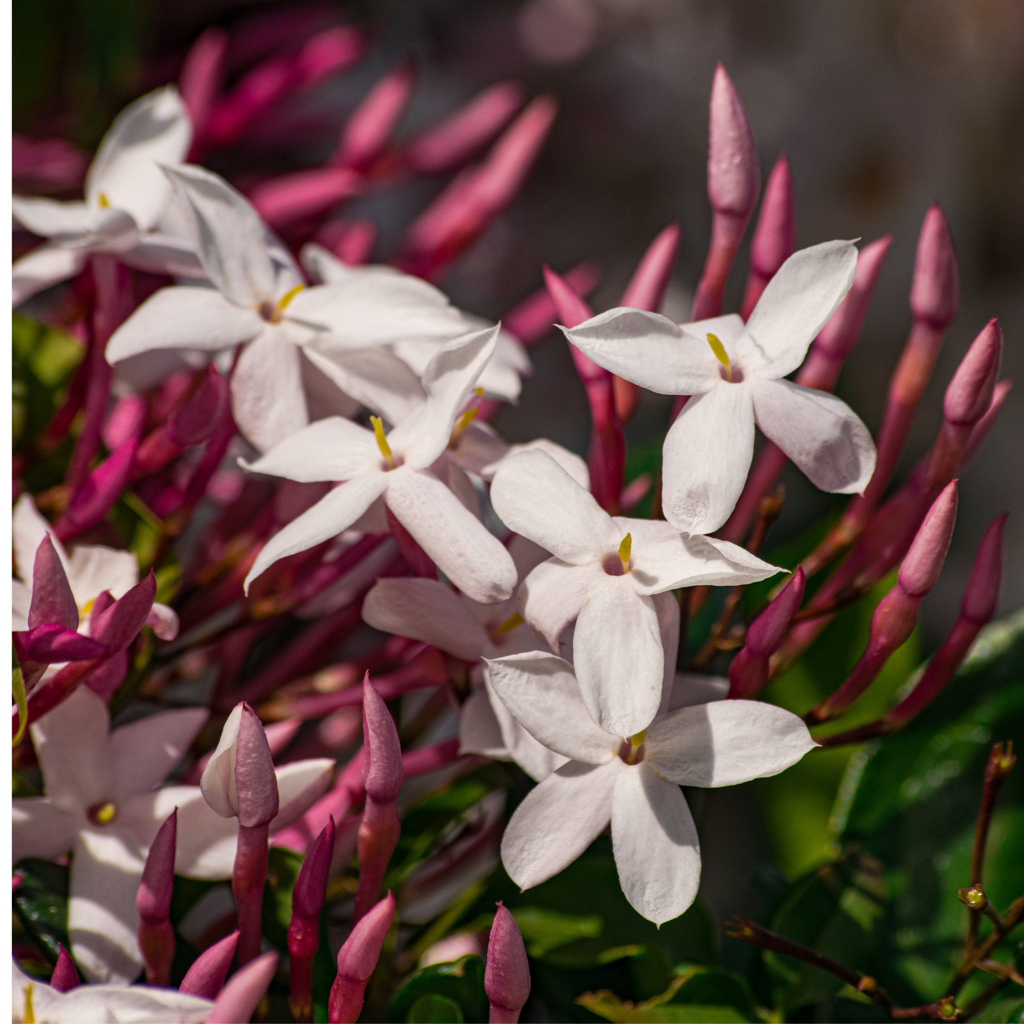 Pink Jasmine - Jasminum polyanthum