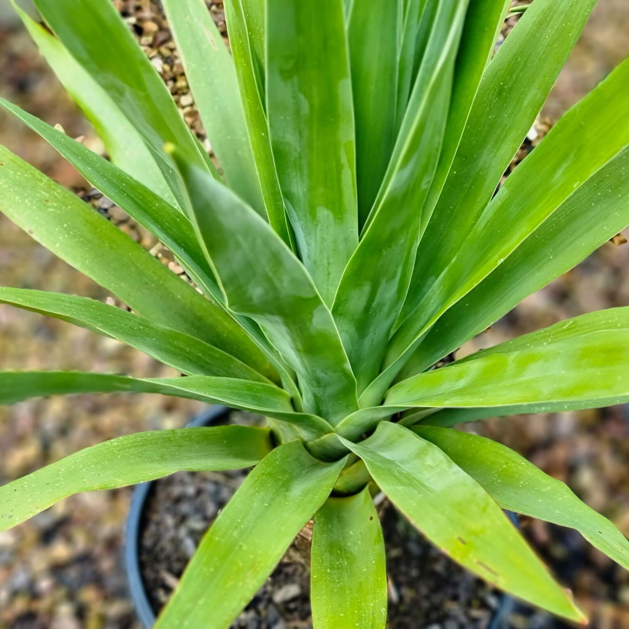 Canary Islands Dragon Tree - Dracaena draco