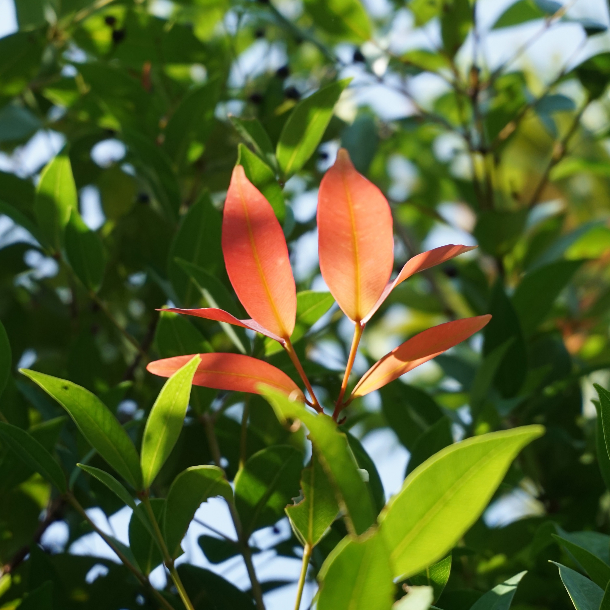 Lilly Pilly Up and Away - Syzygium australe Up And Away