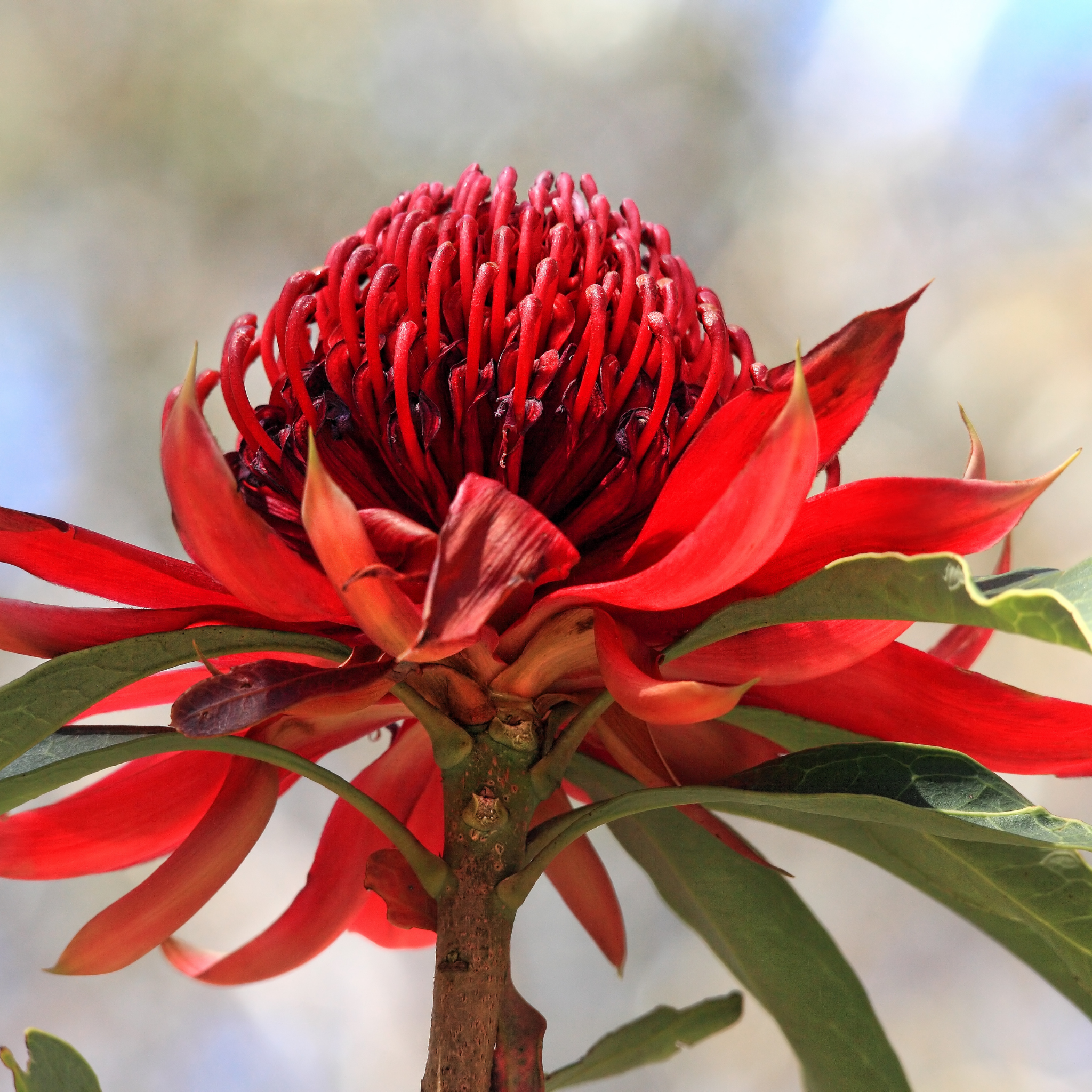 Waratah 'Shady Lady Crimson' - Telopea speciosissima oreades Shady Lady Crimson
