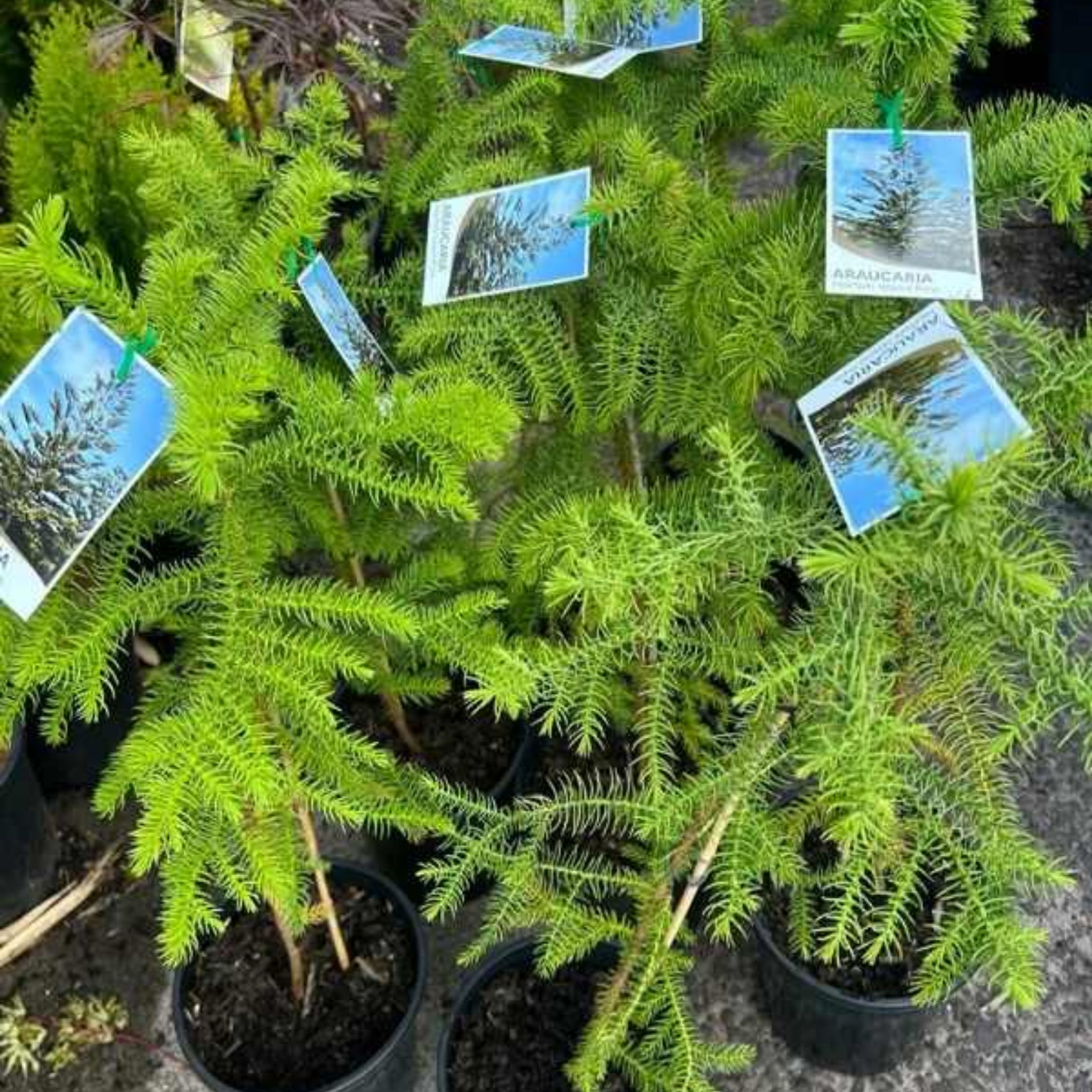 Hawaiian Norfolk Island Pine - Araucaria heterophylla