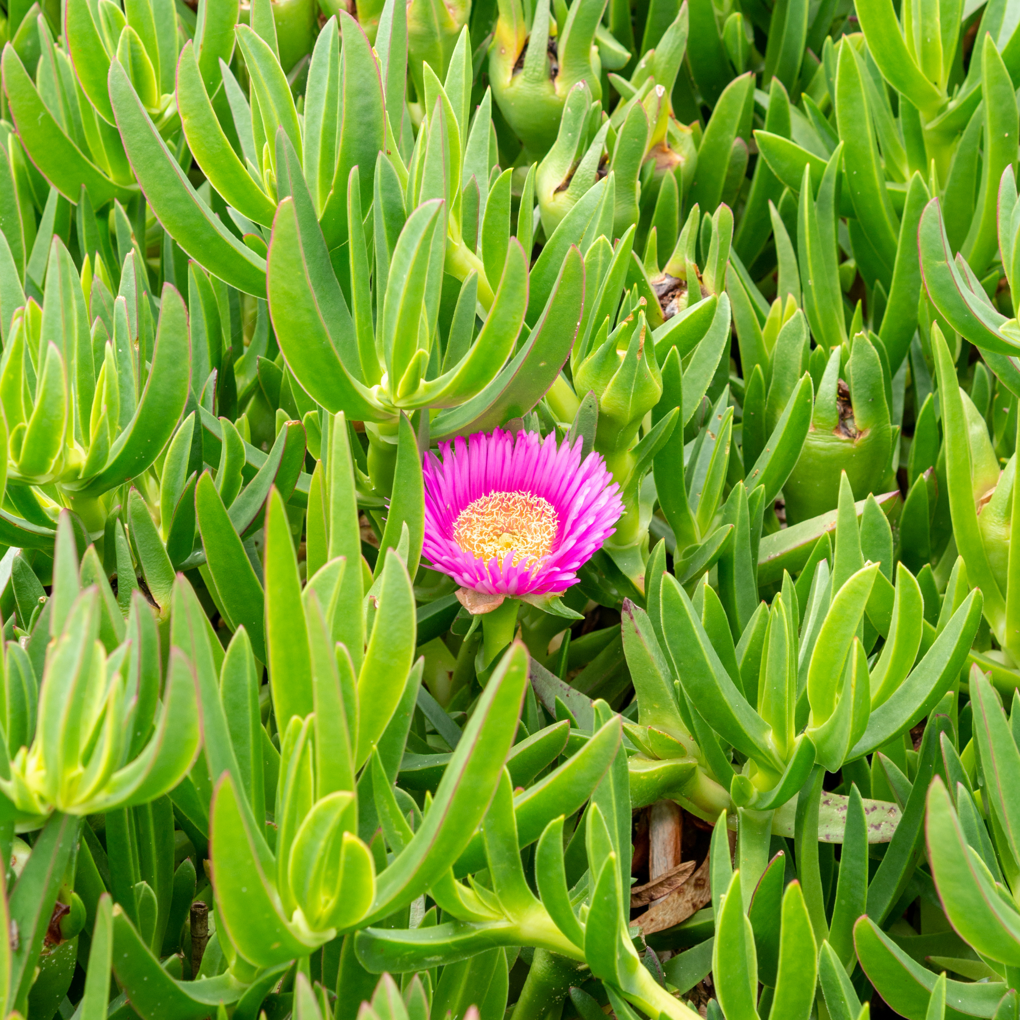 Native Pigface - Carpobrotus rossii