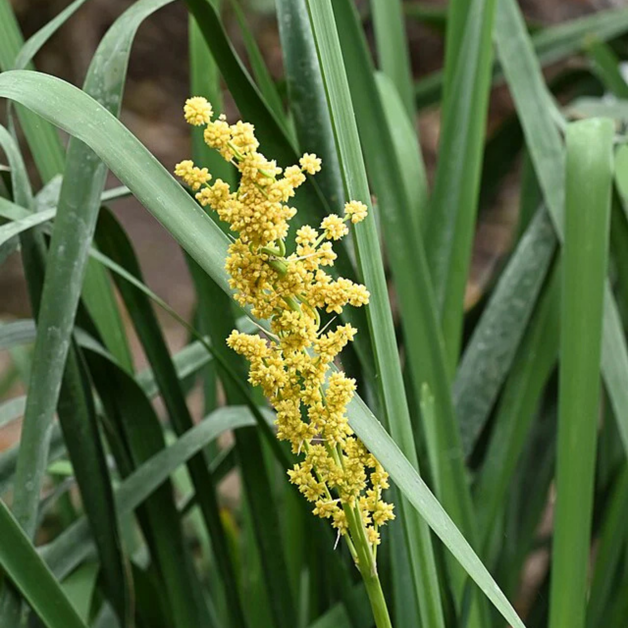 Lomandra Nyalla - Lomandra longifolia Nyalla PBR