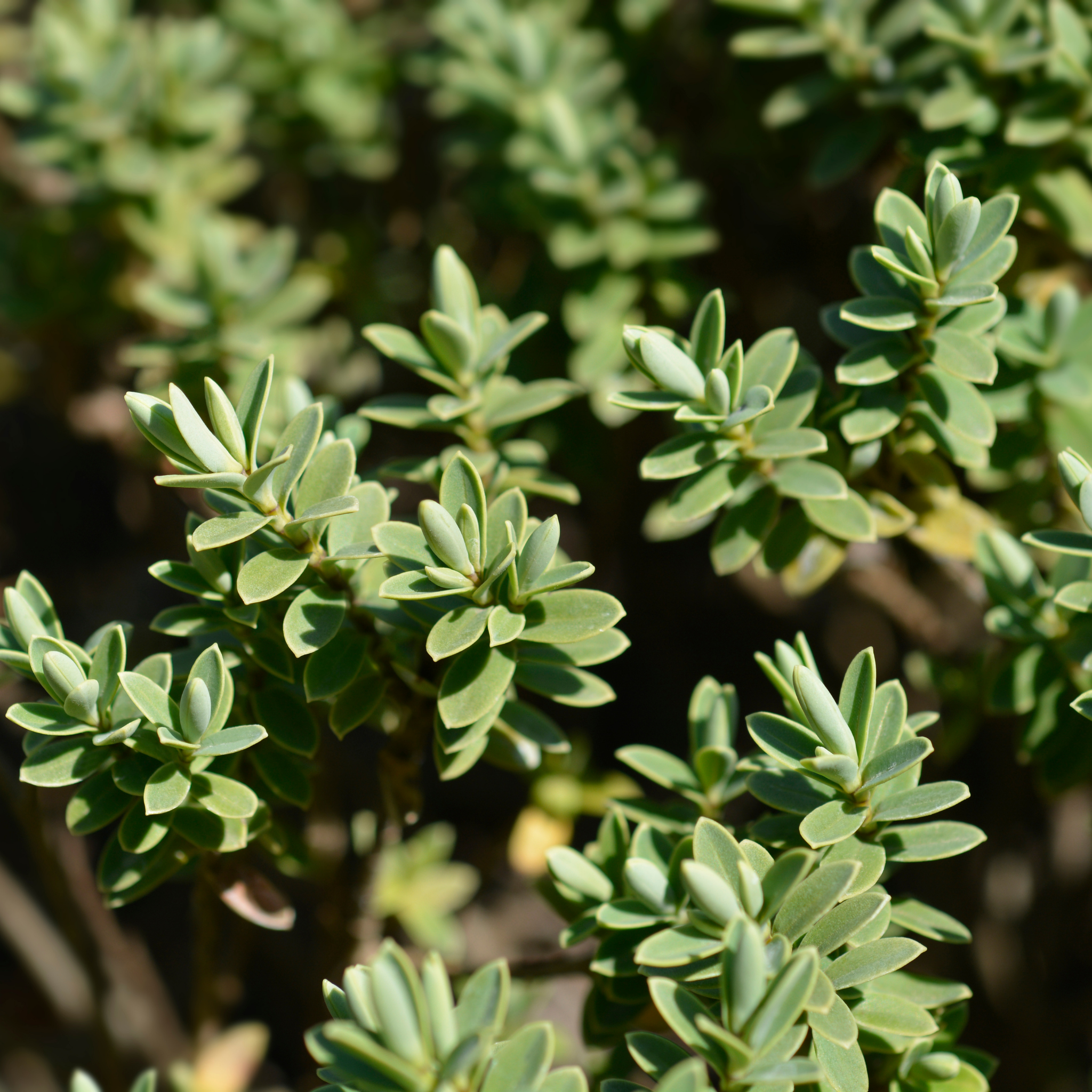 Boxwood Hebe - Hebe buxifolia