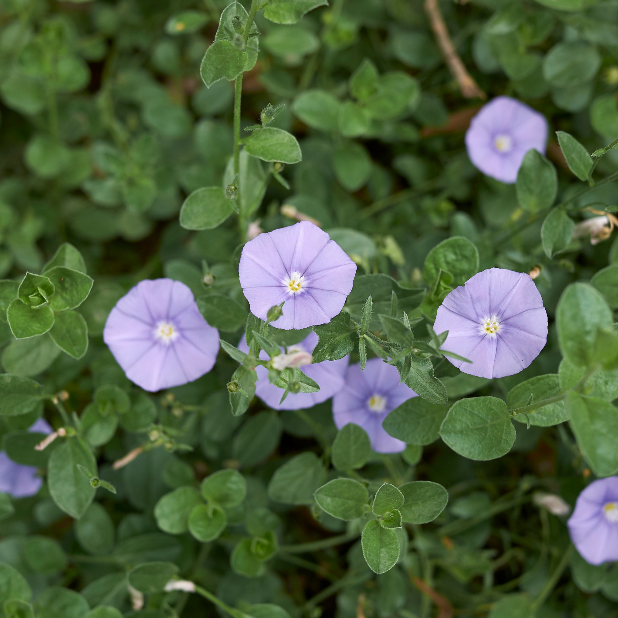 Blue Morning Glory - Convolvulus sabatius