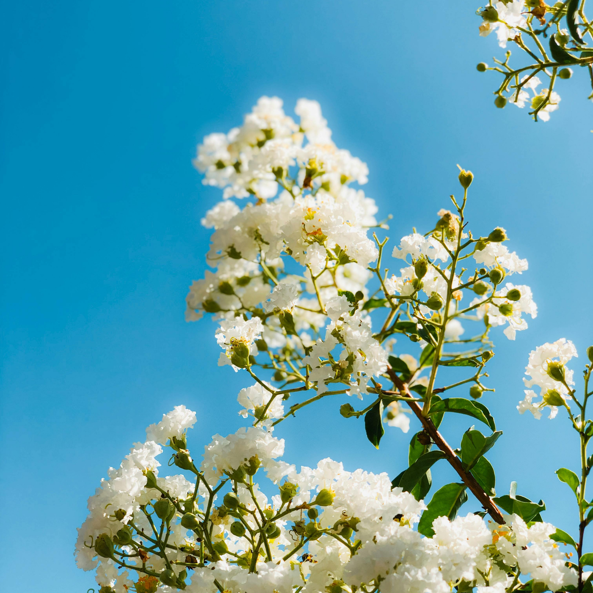 White Crepe Myrtle - Lagerstroemia indica fauriei 'Acoma'
