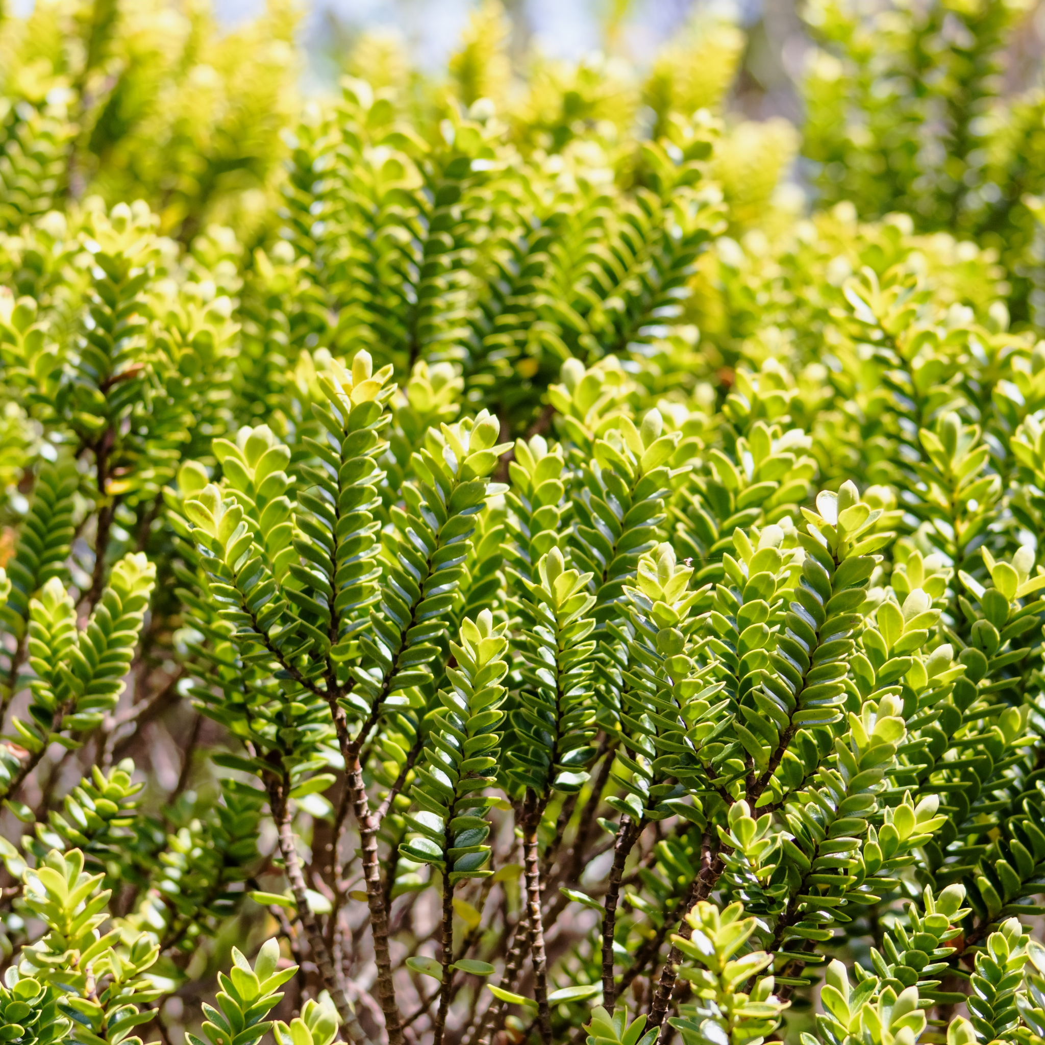 Hebe hybrida Wiri Cloud