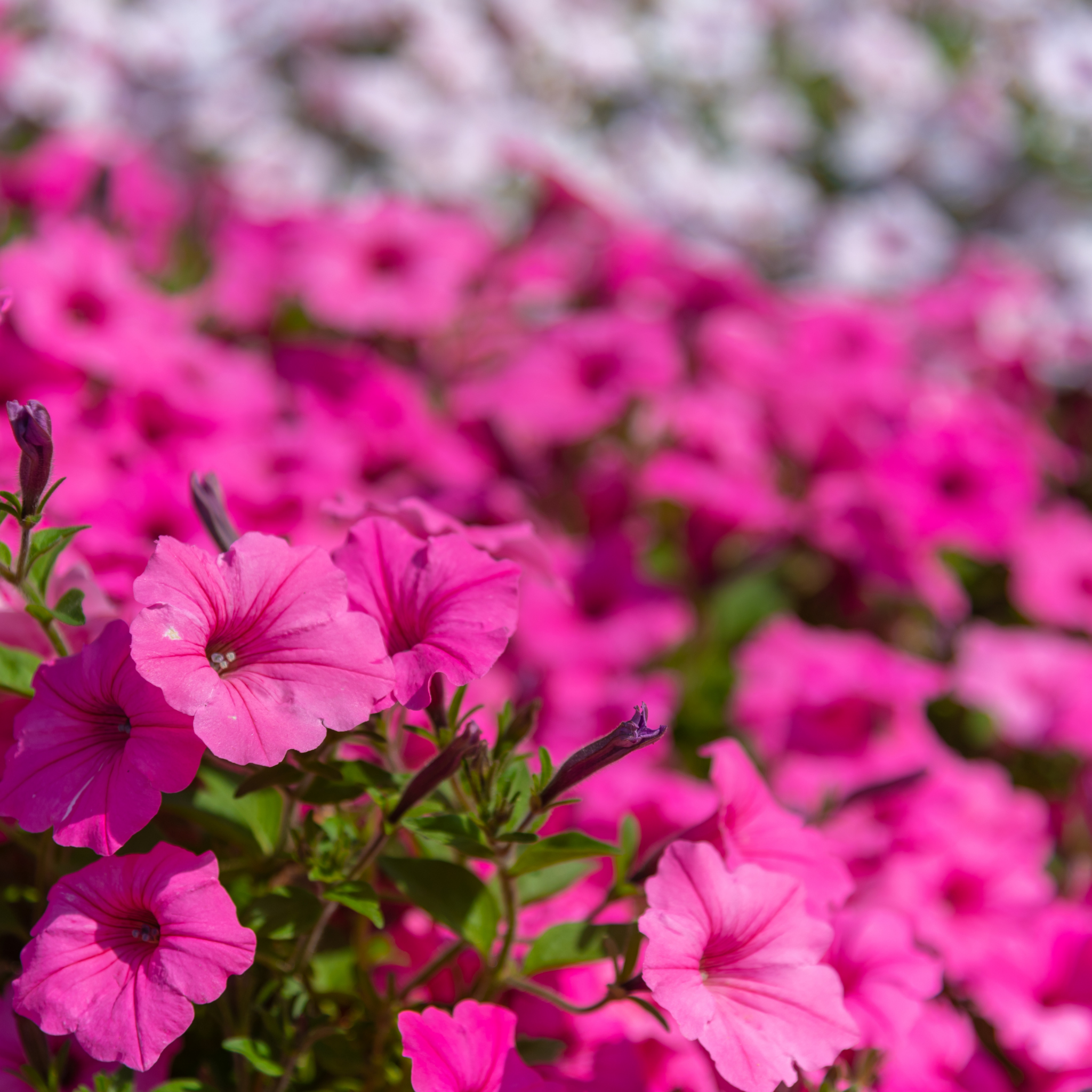 Mini Petunia Calipetite Rose - Calibrachoa hybrida Calipetite Rose