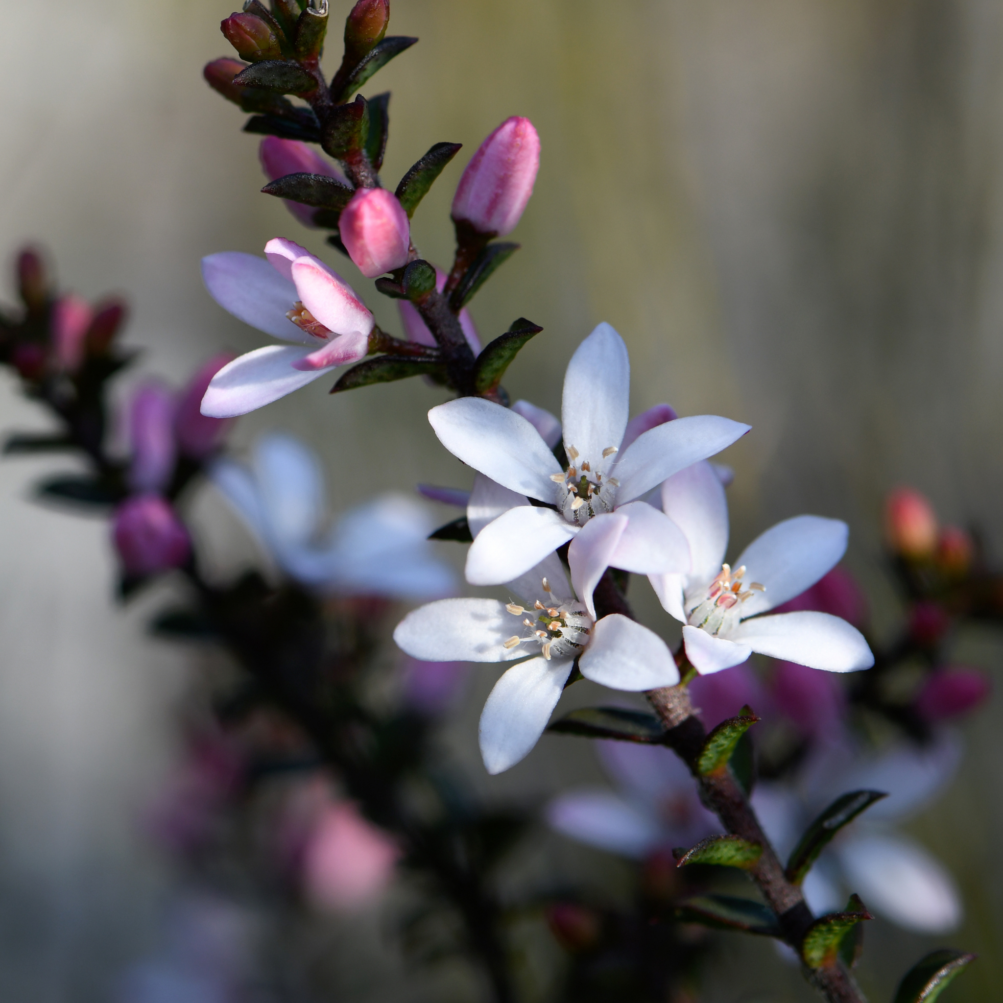 Box Leaf Wax Flower - Philotheca buxifolia Cascade of Stars