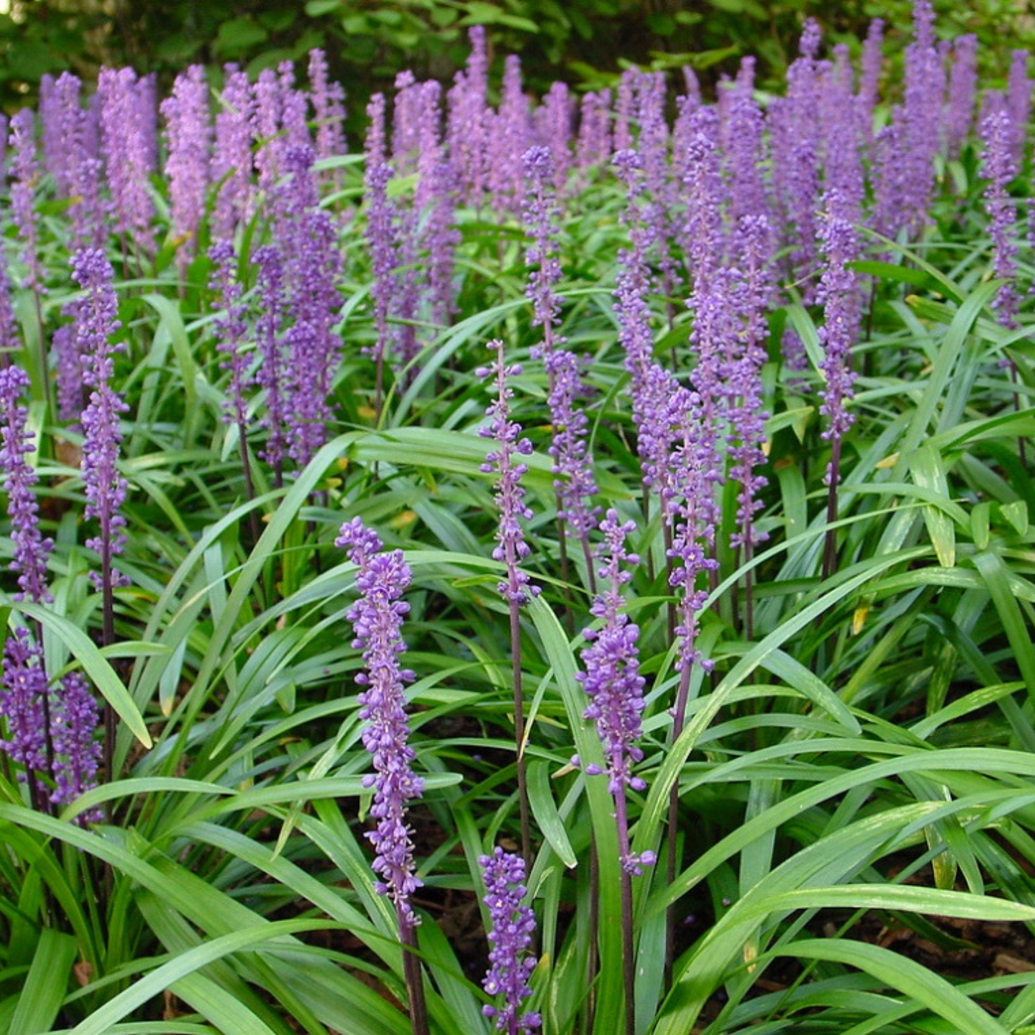 Lillyturf Royal Purple - Liriope muscari Royal Purple