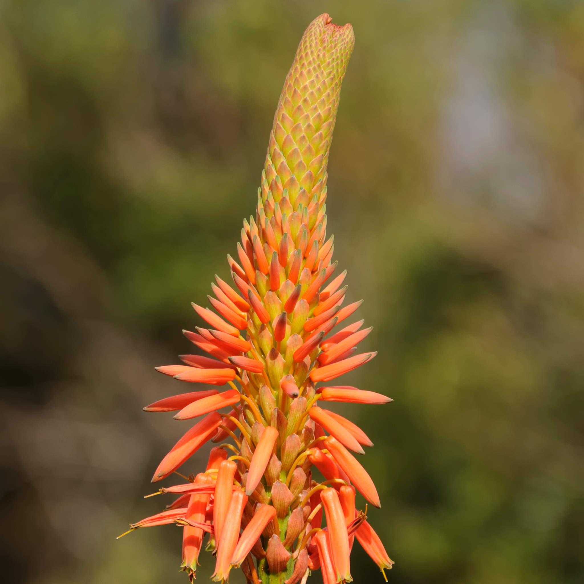 Aloe hybrida Gemini PBR