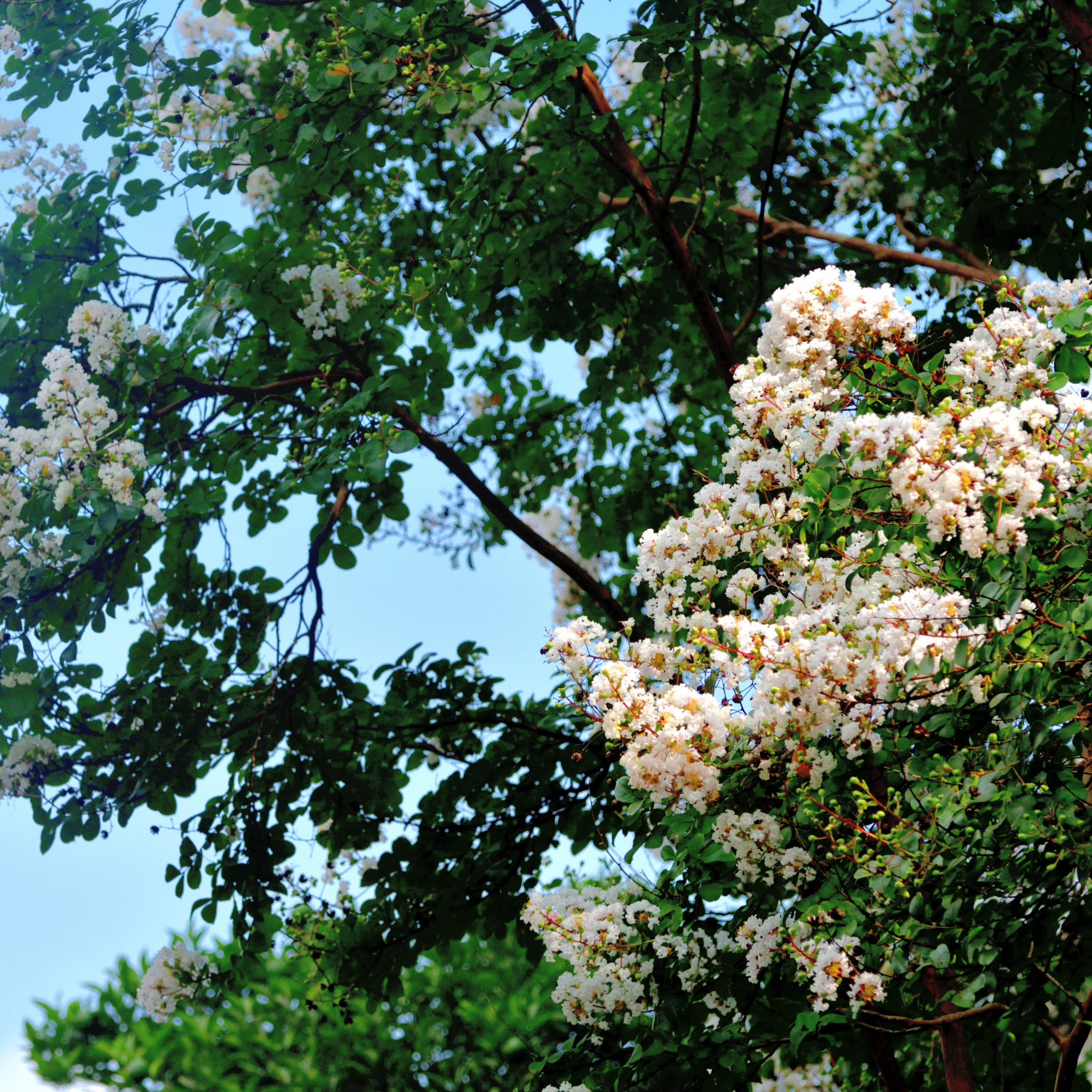 White Crepe Myrtle - Lagerstroemia indica fauriei Natchez