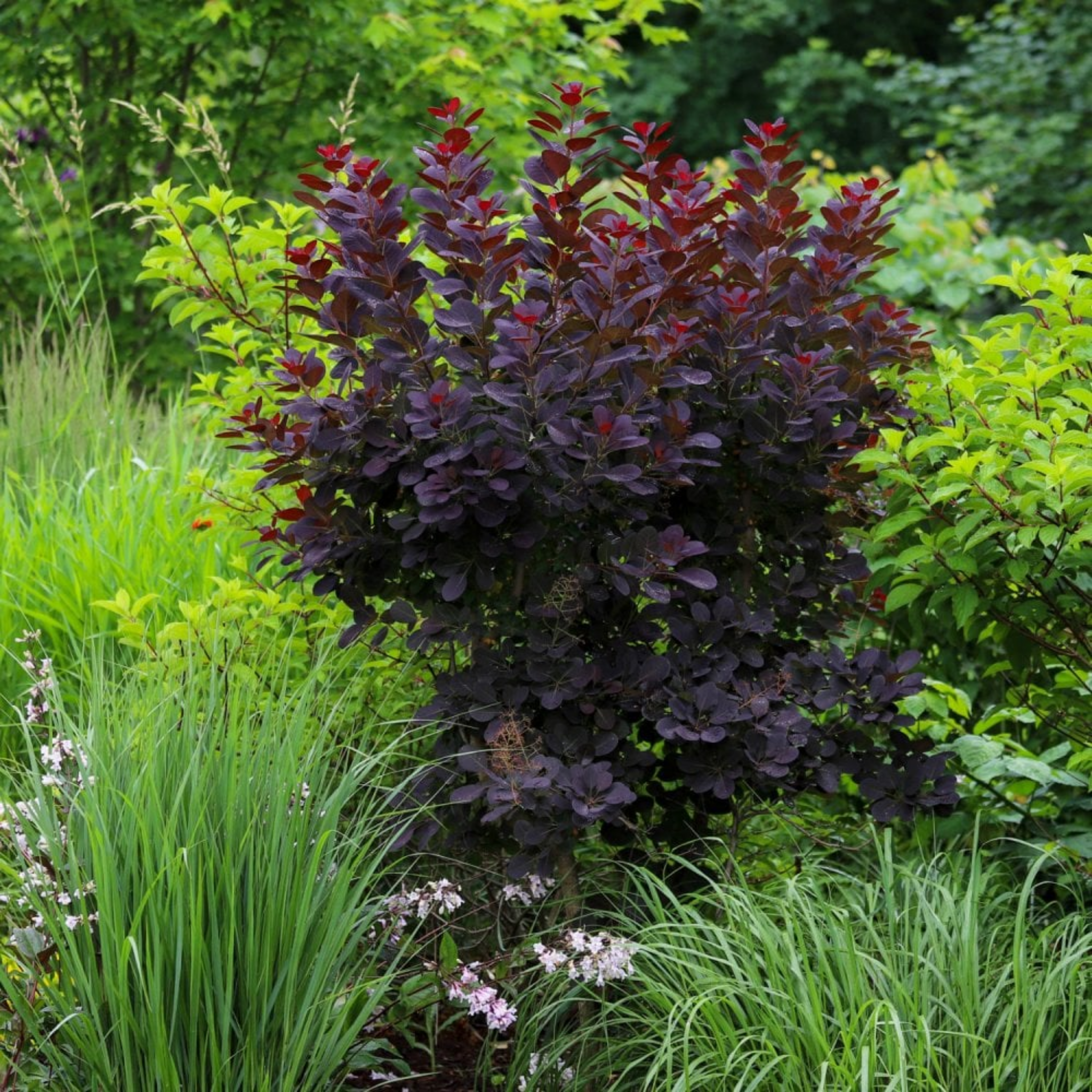 Cotinus coggygria Royal Purple Smoke Tree - Cotinus coggygria Royal Purple