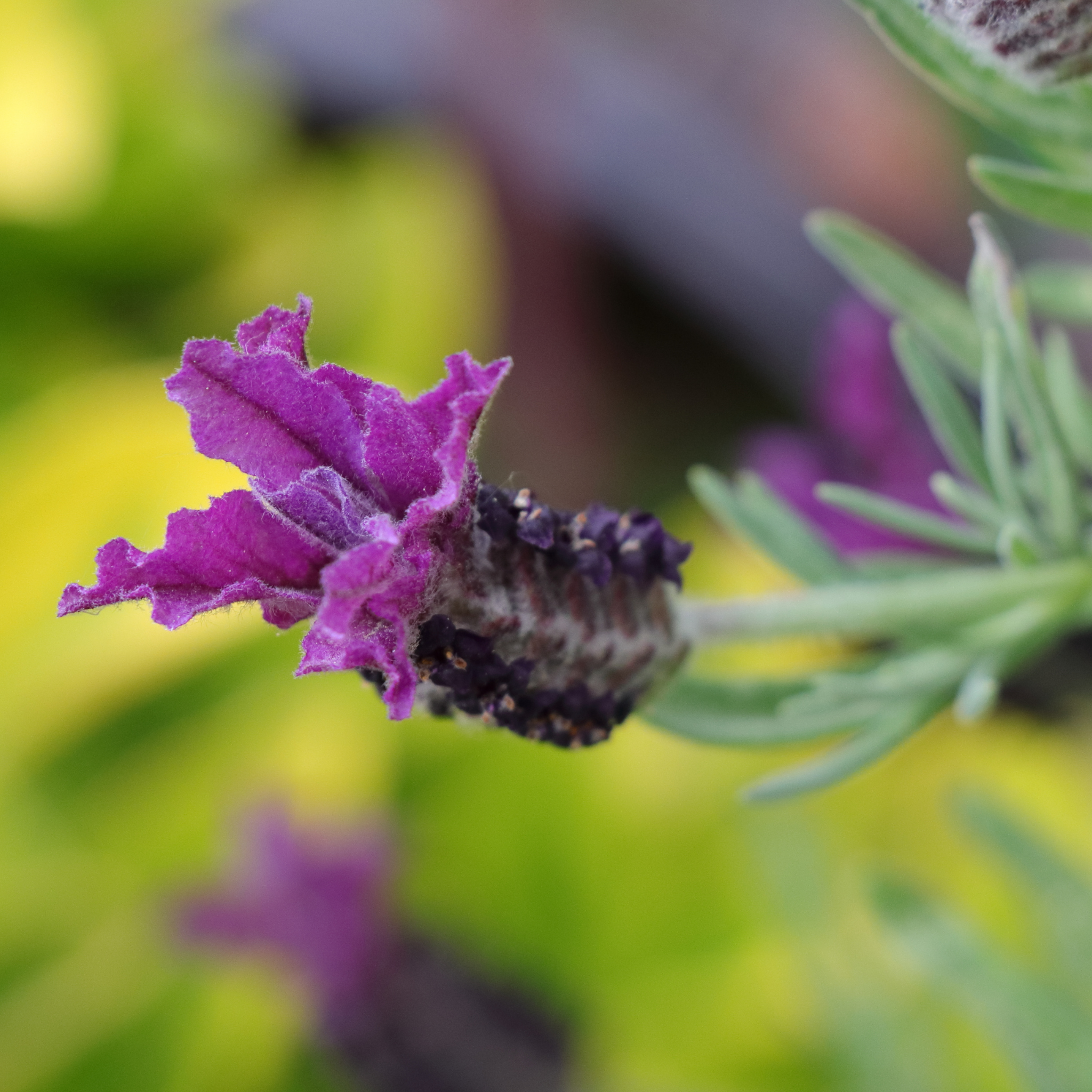 Italian Lavender Javelin Forte Deep Purple - Lavandula stoechas Javelin Forte Deep Purple