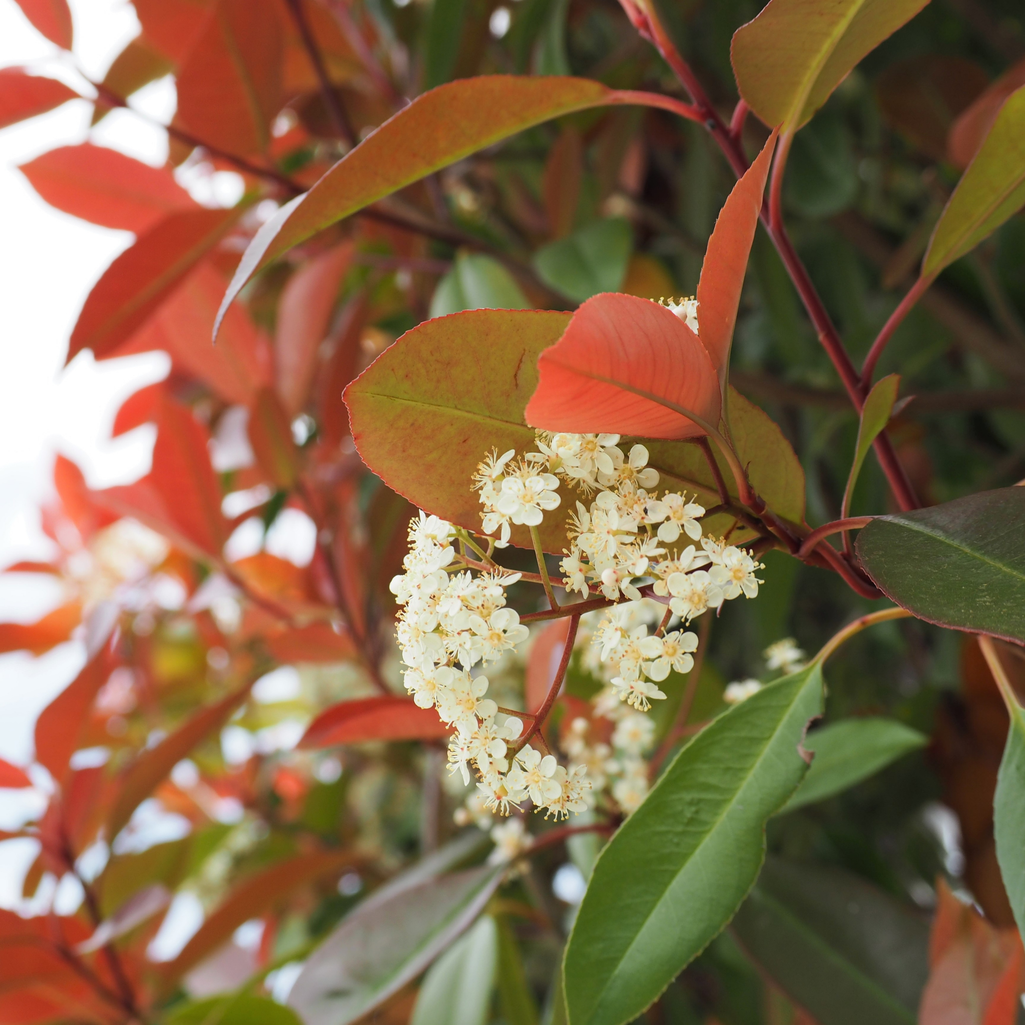 Red Tip Photinia Red Robin - Photinia fraseri Red Robin