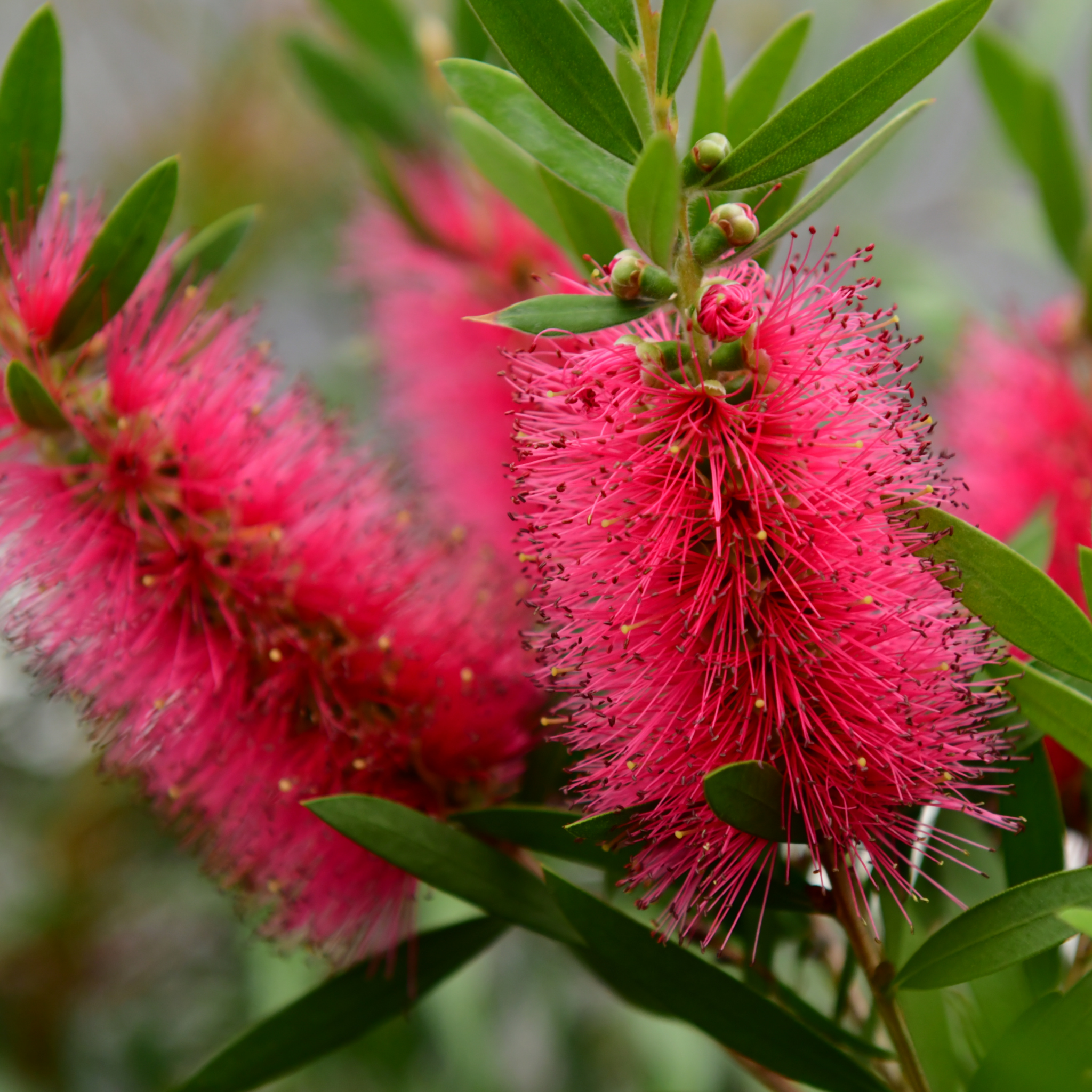 Pink Bottlebrush - Callistemon hybrida 'Candy Pink'